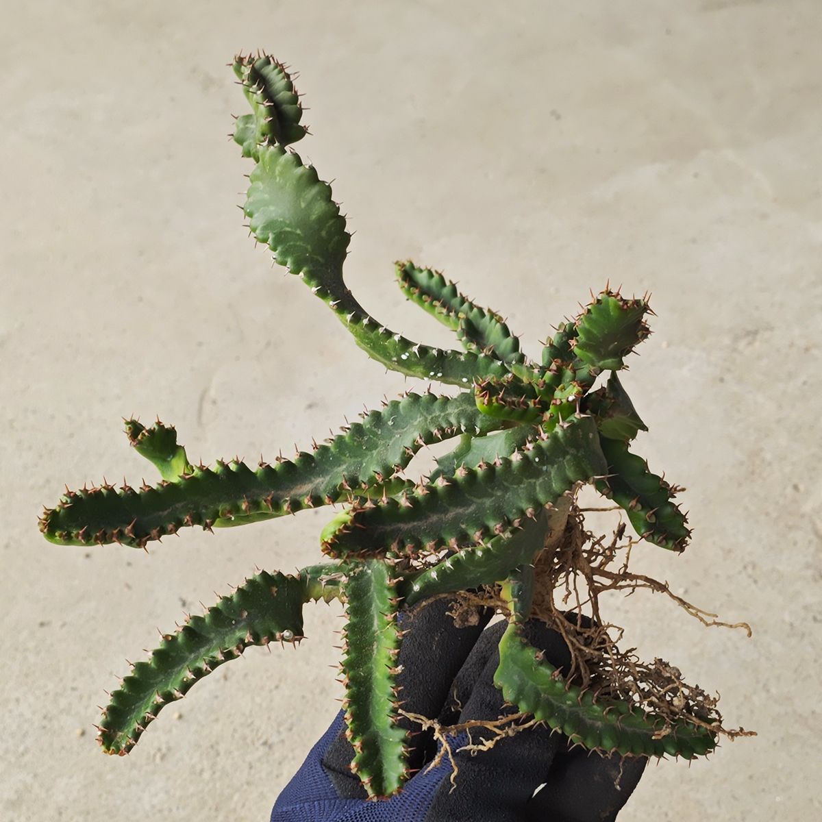 ユーフォルビア ステラータ ※1170 - メルカリ