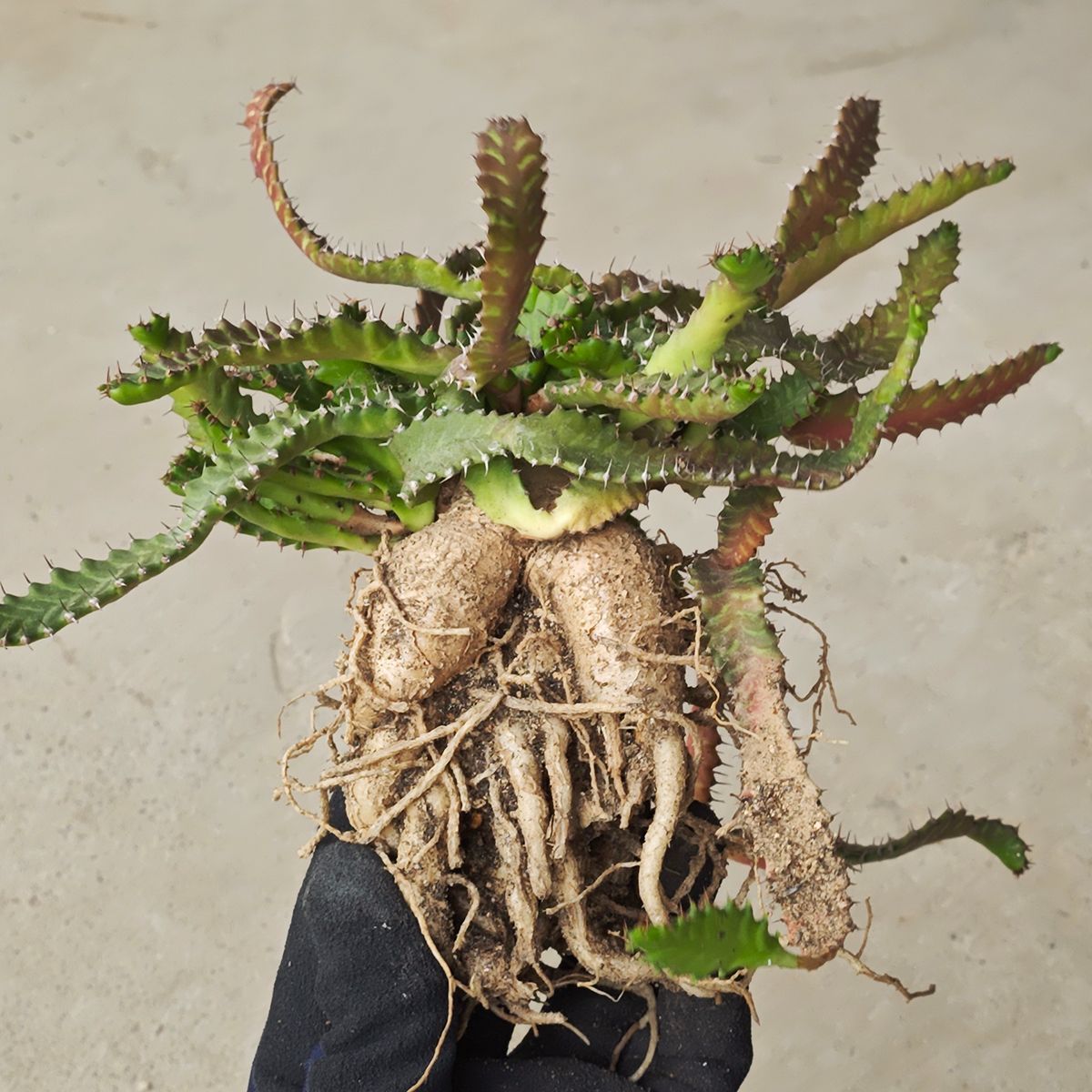 ユーフォルビア ステラータ 1131