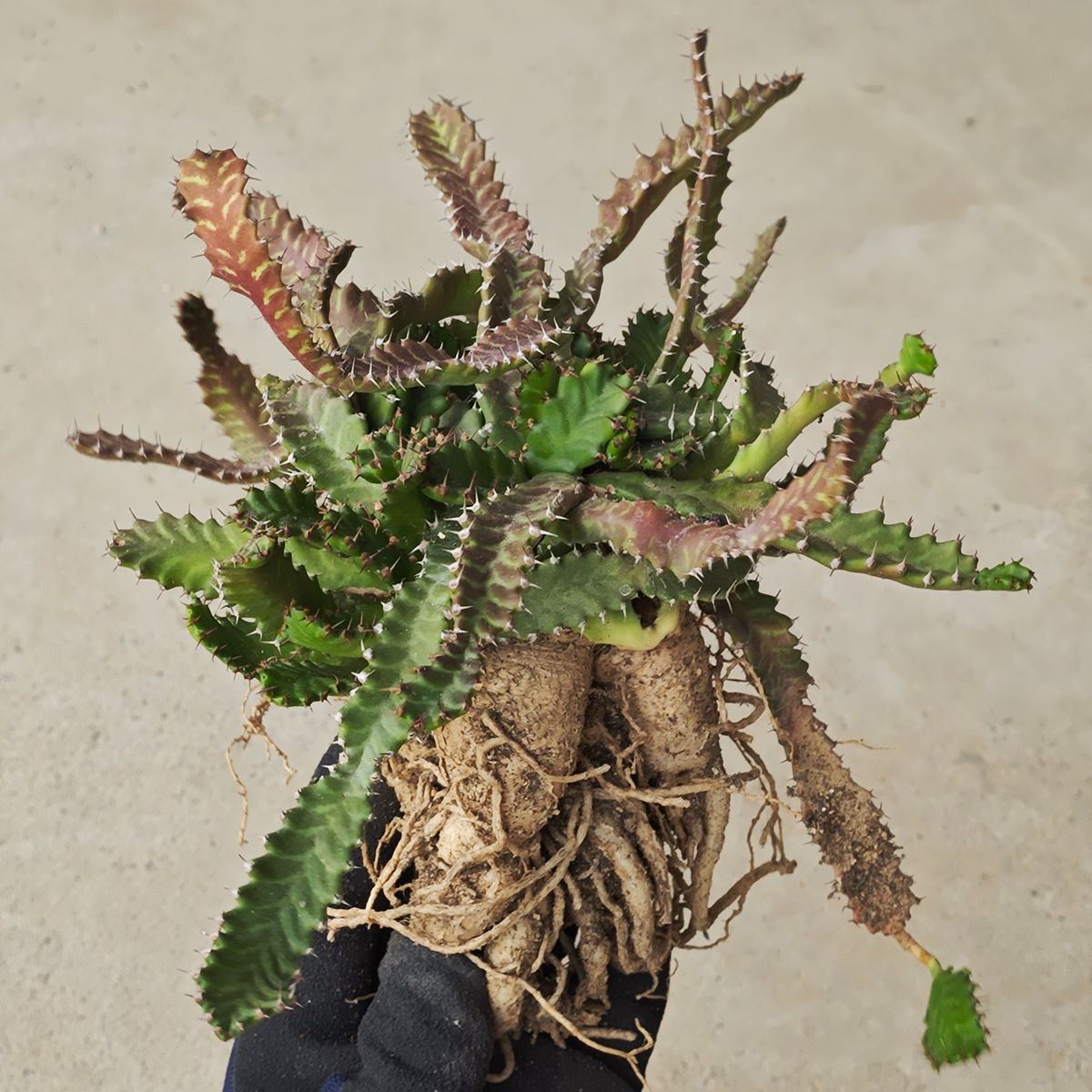 ユーフォルビア ステラータ