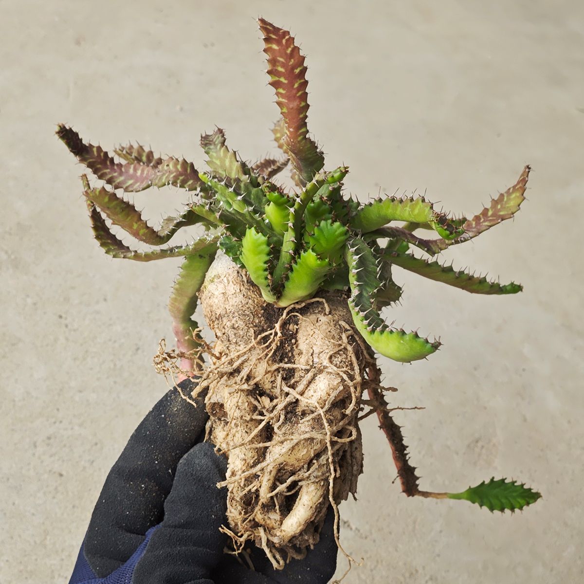 ステラータ 1131