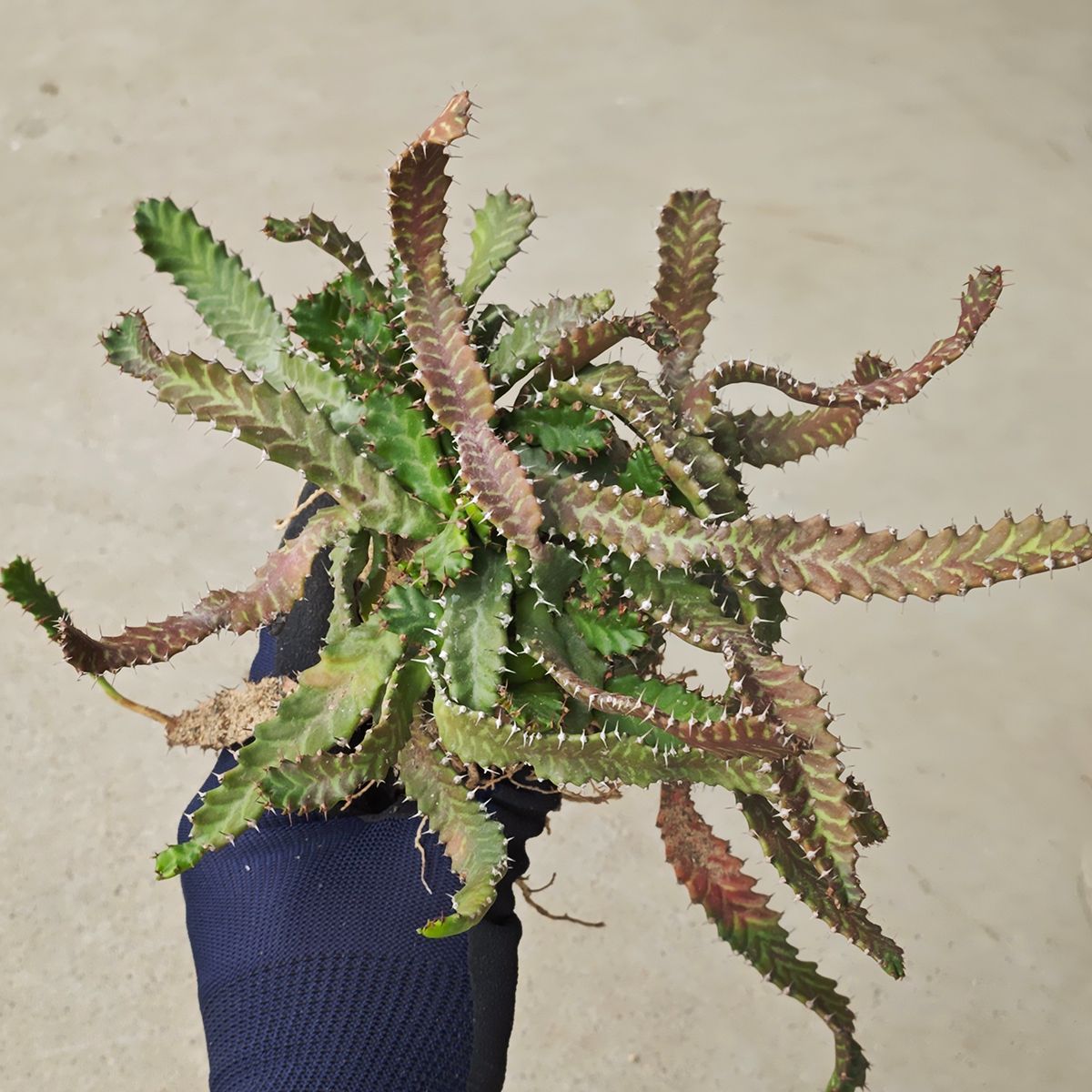 ステラータ 1131