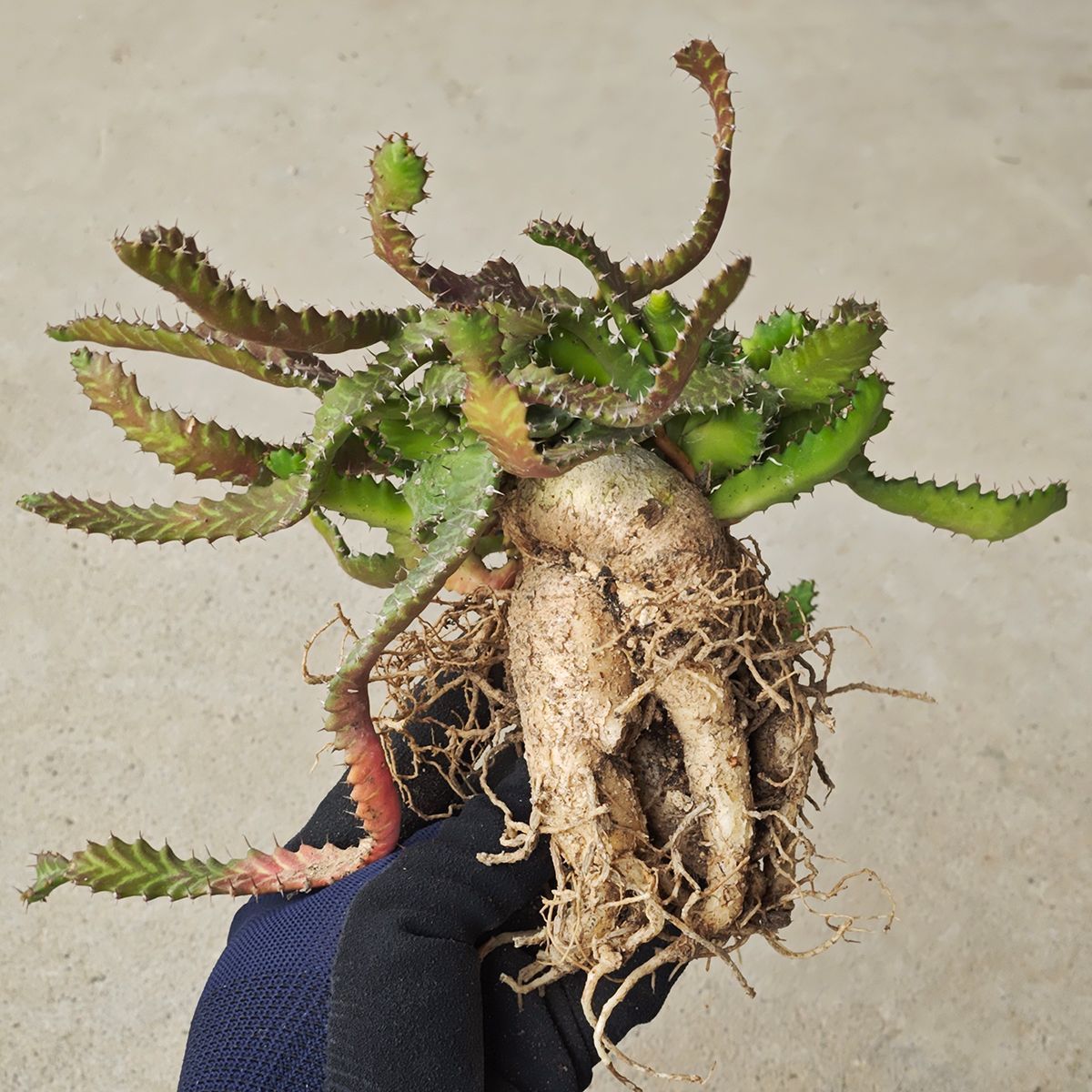 ユーフォルビア