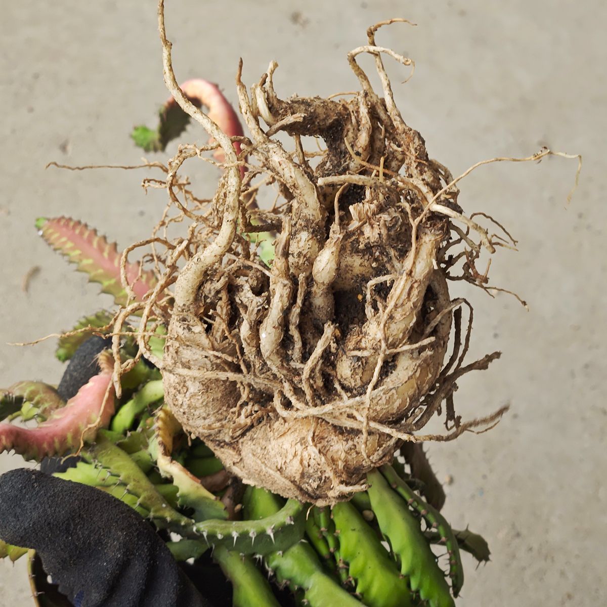 ユーフォルビア ステラータ 1131 その他多肉植物 観葉植物 フラワー ガーデニング