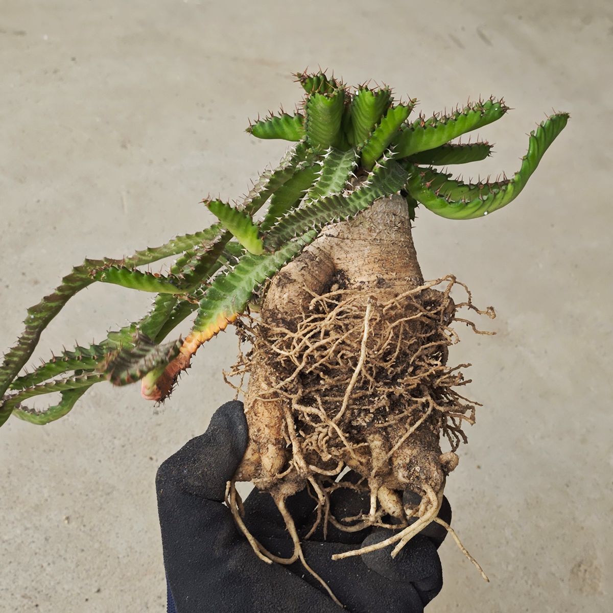 ユーフォルビア ステラータ 1133