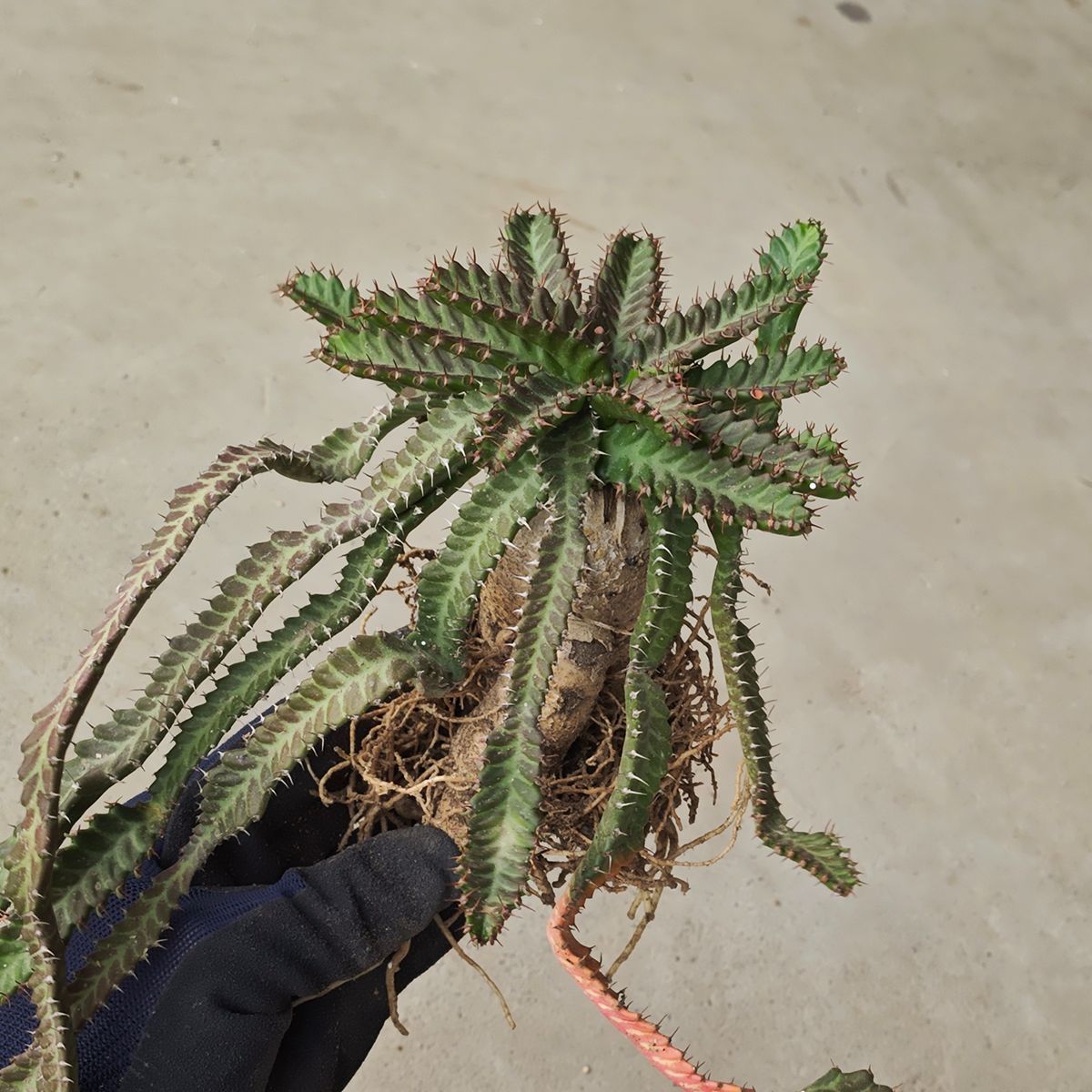 ユーフォルビア ステラータ