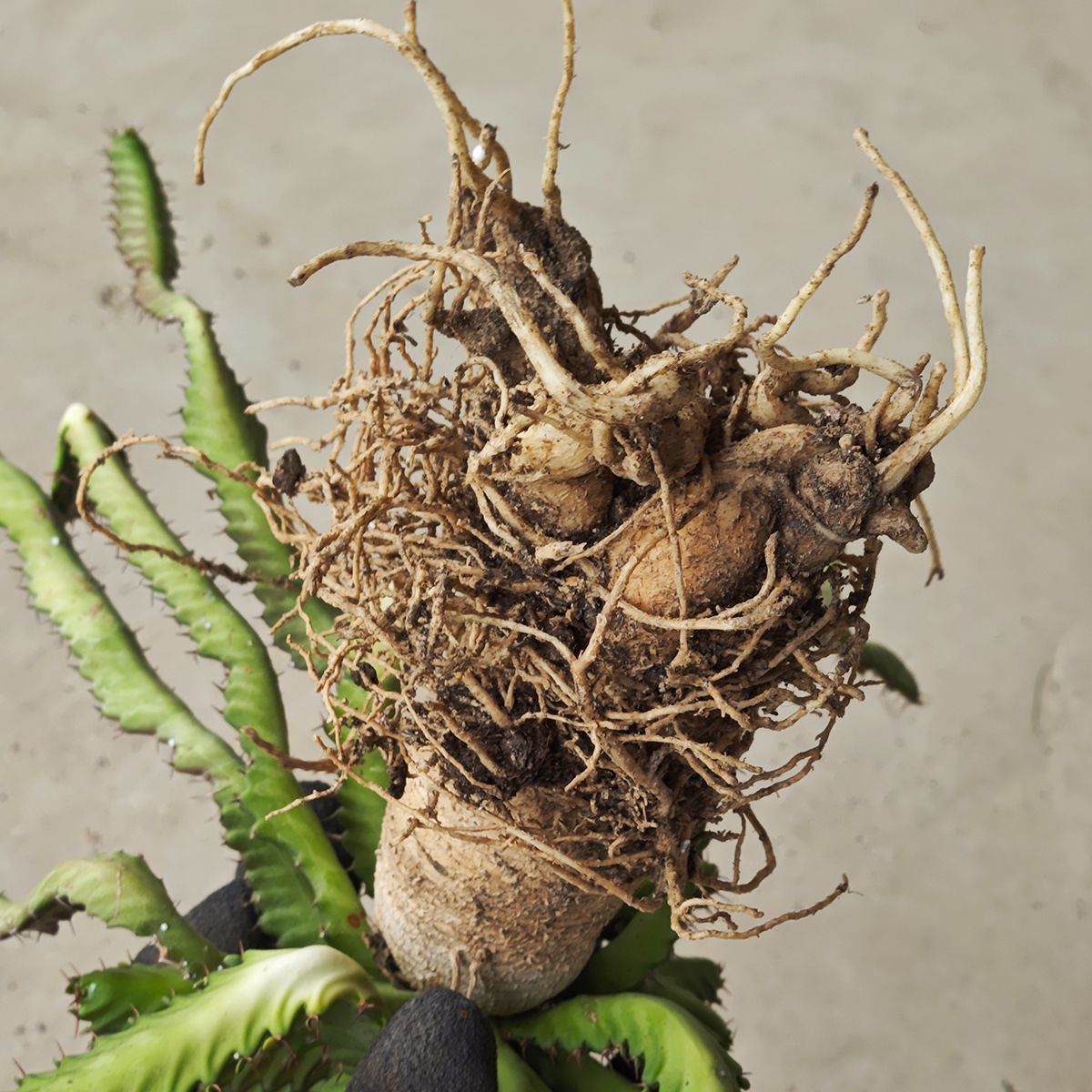 ユーフォルビア ステラータ 1133 その他多肉植物 観葉植物 フラワー ガーデニング