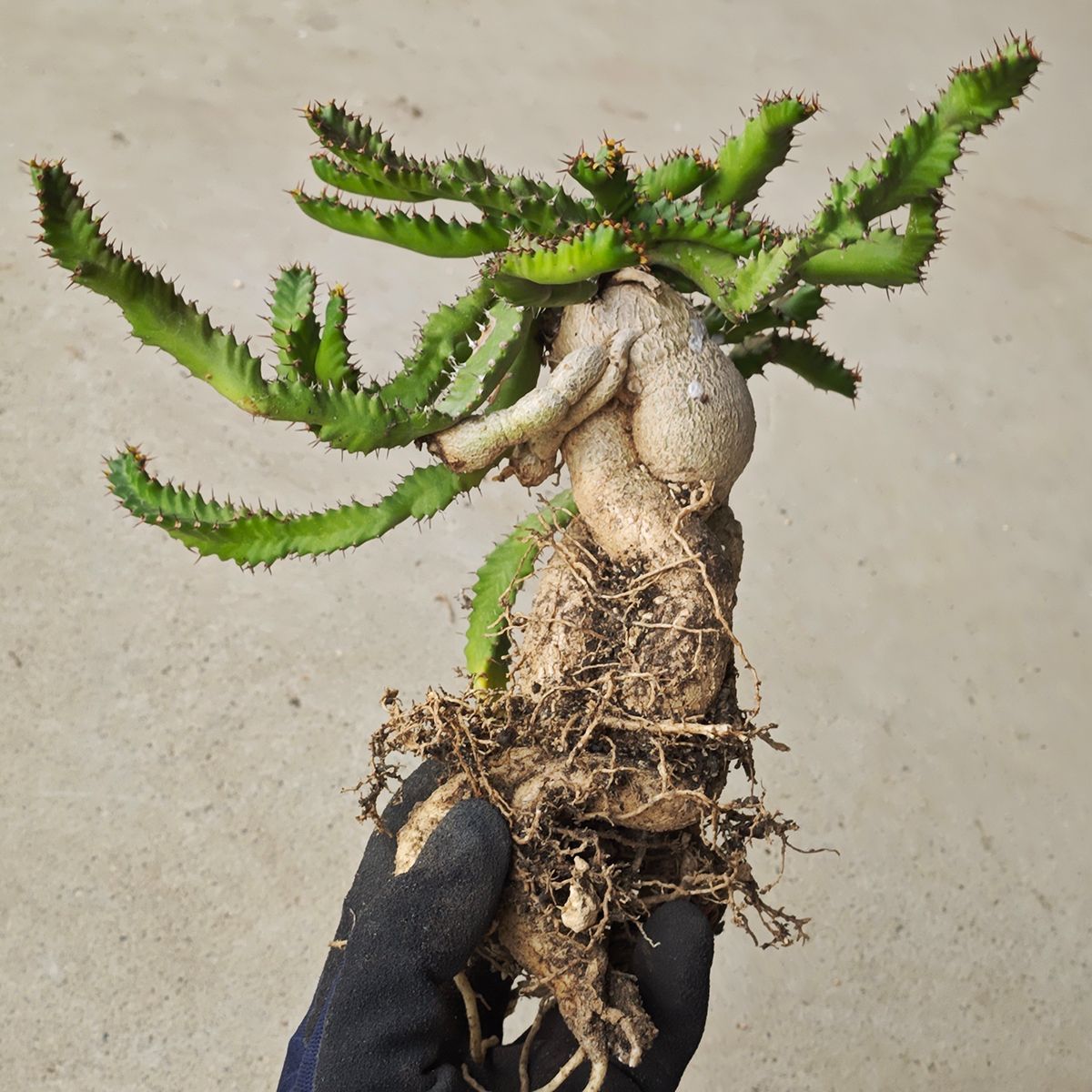 ユーフォルビア ステラータ 1135