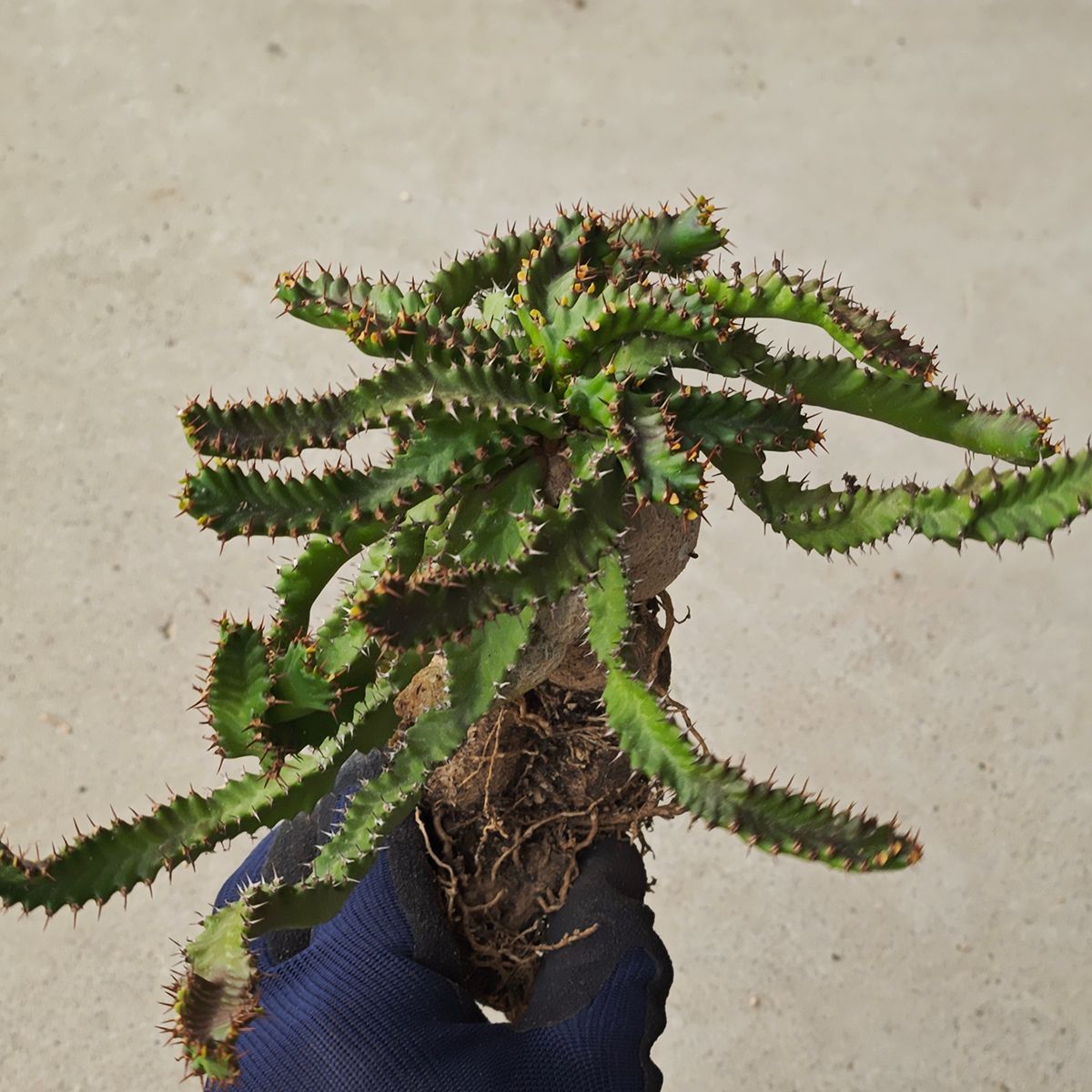 ユーフォルビア ステラータ 1135