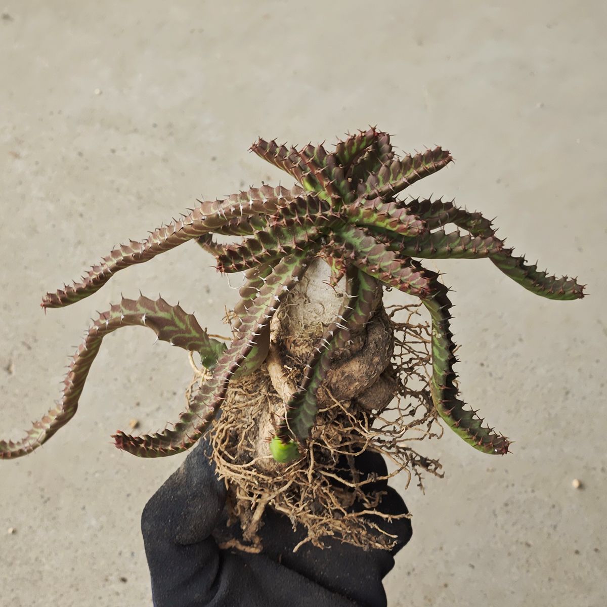 ユーフォルビア ステラータ 1136