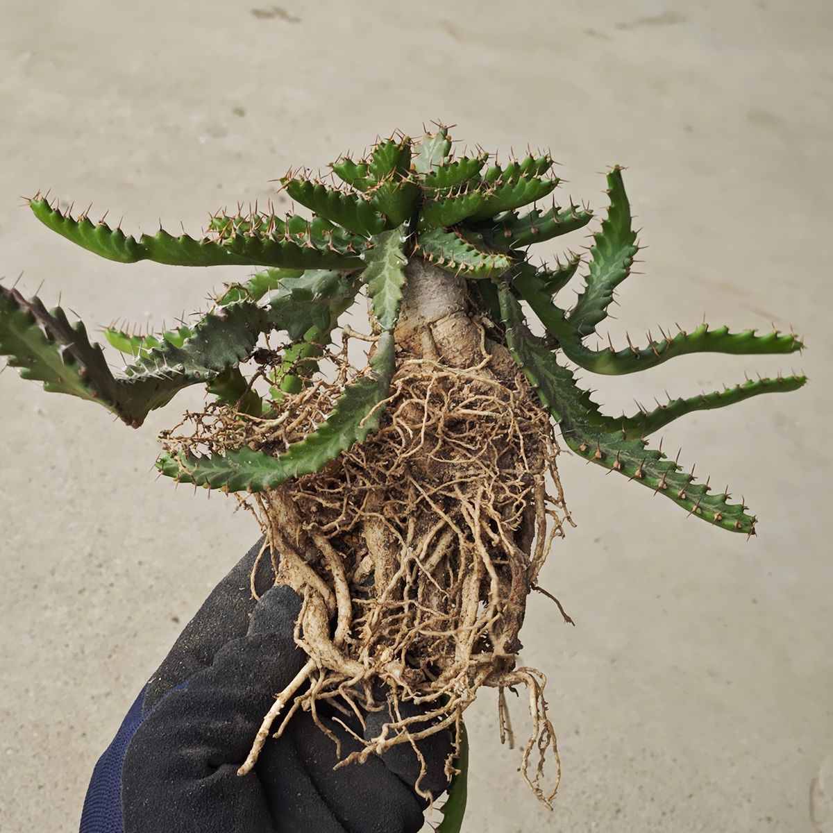 ユーフォルビア ステラータ 1138