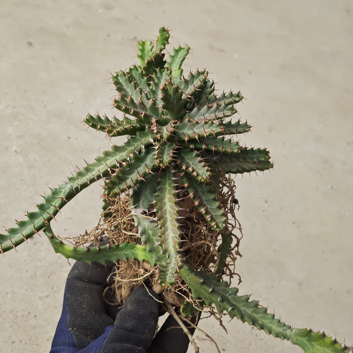 ユーフォルビア ステラータ 1138