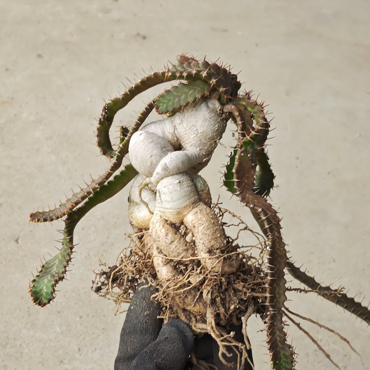 ストア ユーフォルビア ステラータ ※1139 飛竜 輸入球 A3316