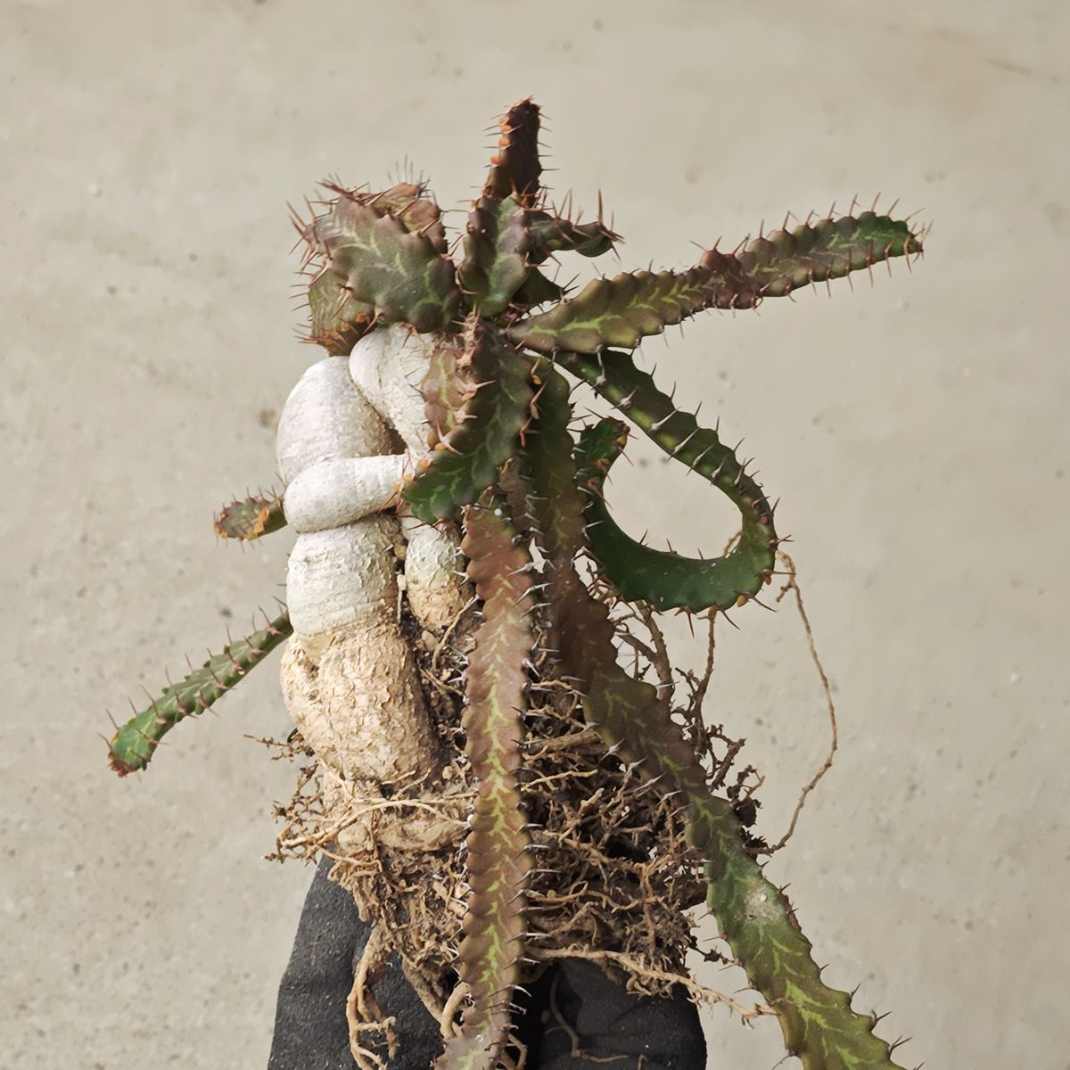 ストア ユーフォルビア ステラータ ※1139 飛竜 輸入球 A3316