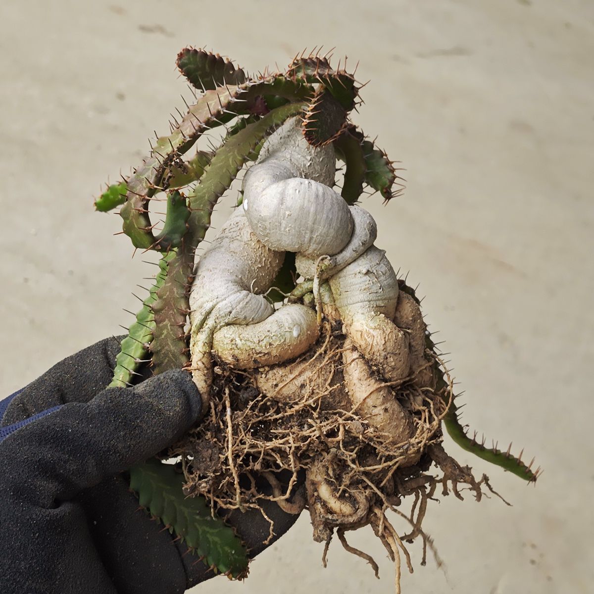 ユーフォルビア ステラータ 1139