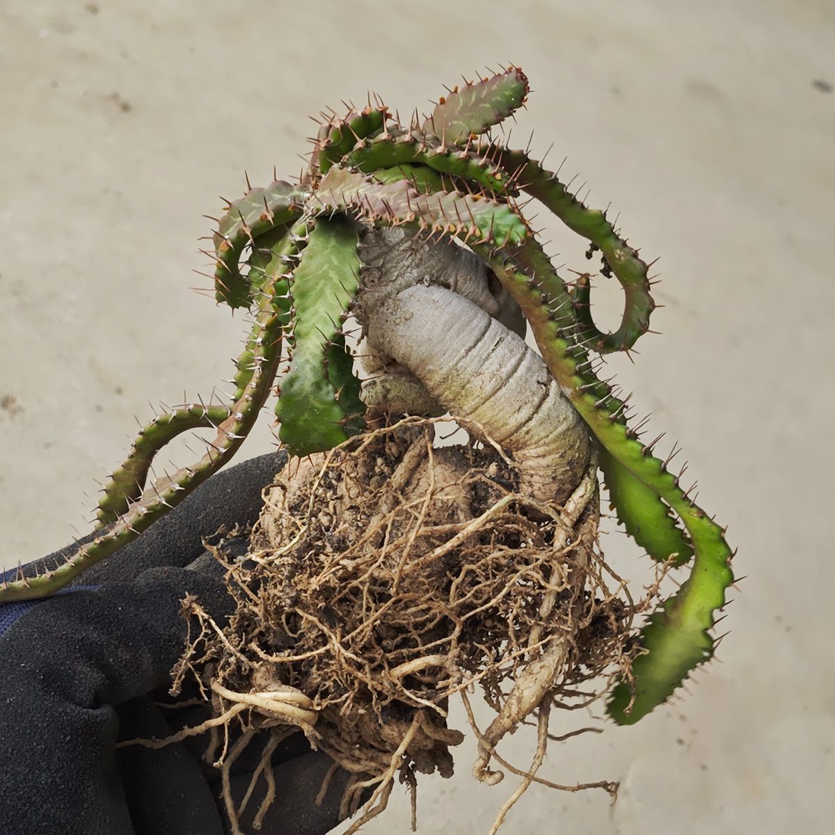 ユーフォルビア ステラータ 1139