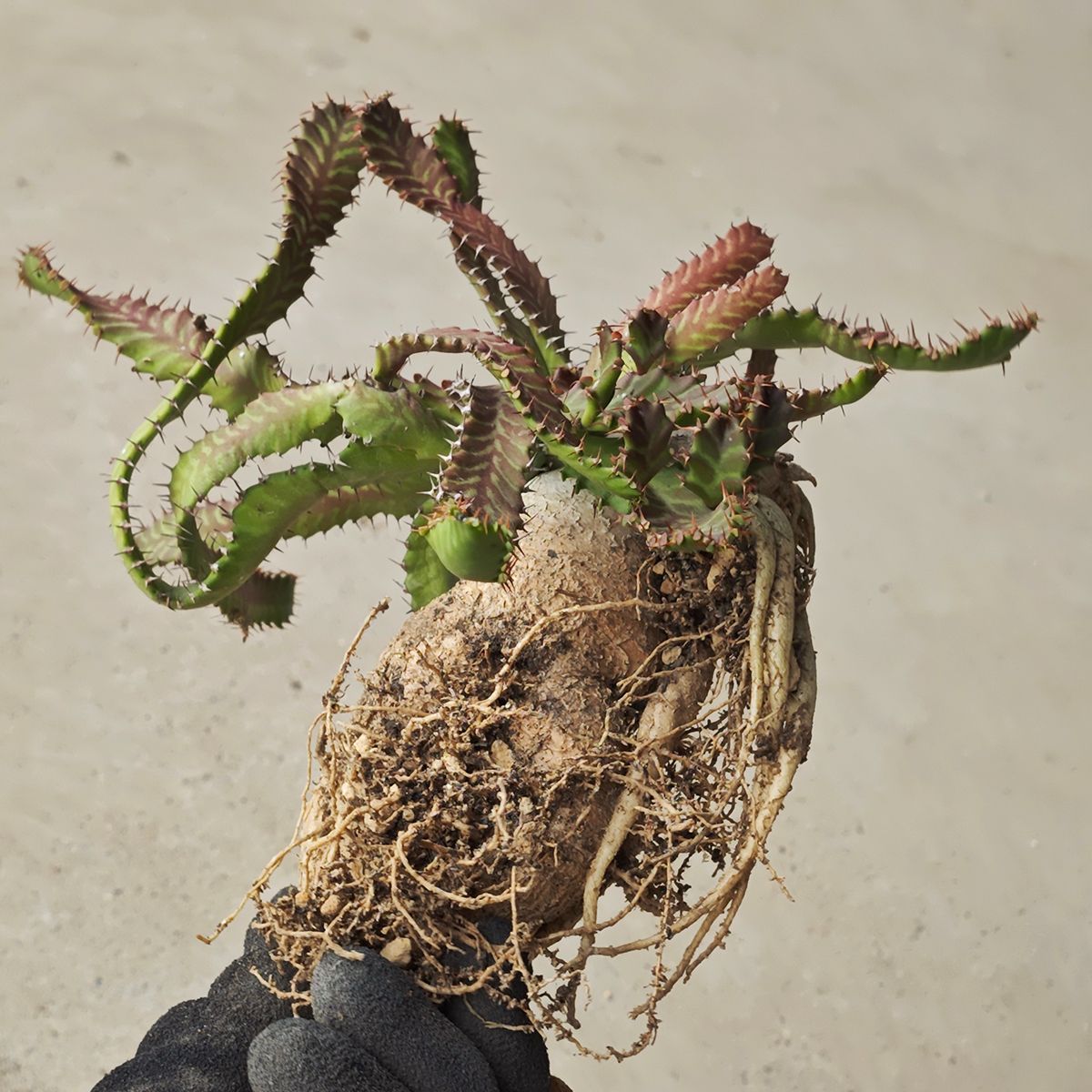 ユーフォルビア ステラータ 1140