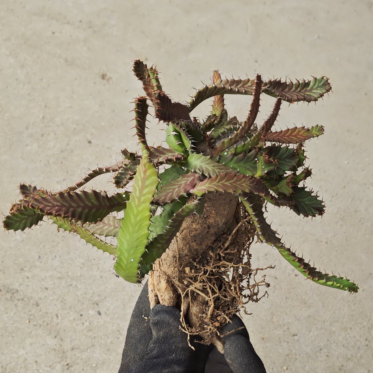 ユーフォルビア ステラータ 1140