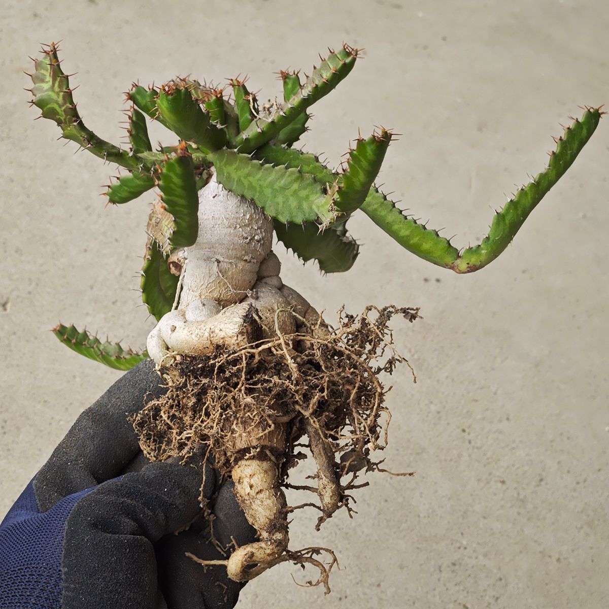 ユーフォルビア ステラータ 1141