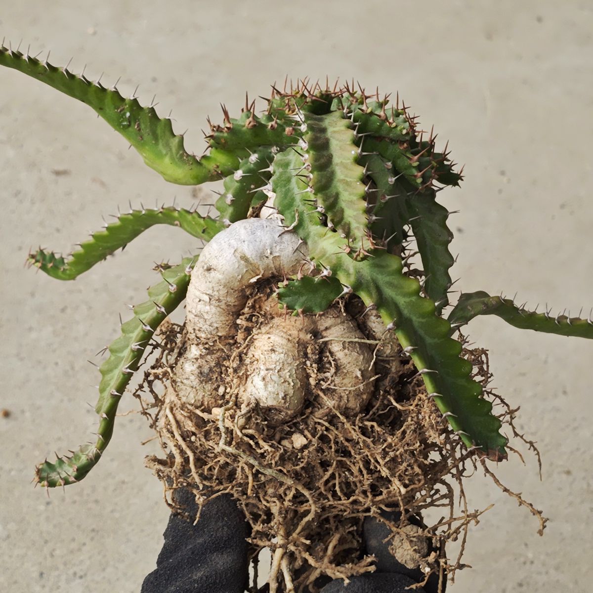 ユーフォルビア ステラータ 1142