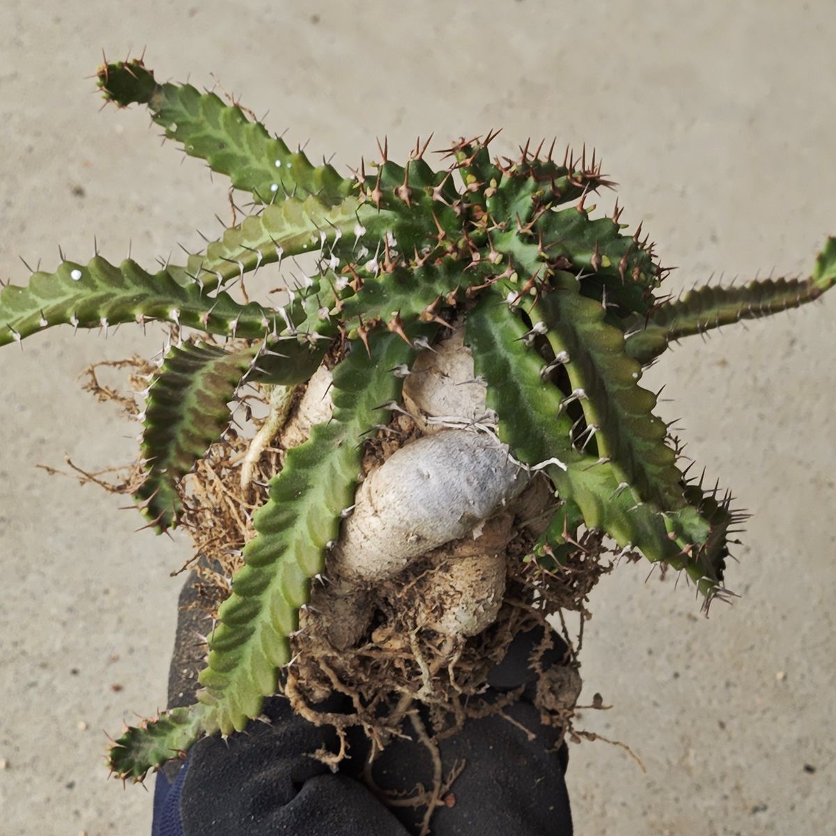 ユーフォルビア ステラータ 1142