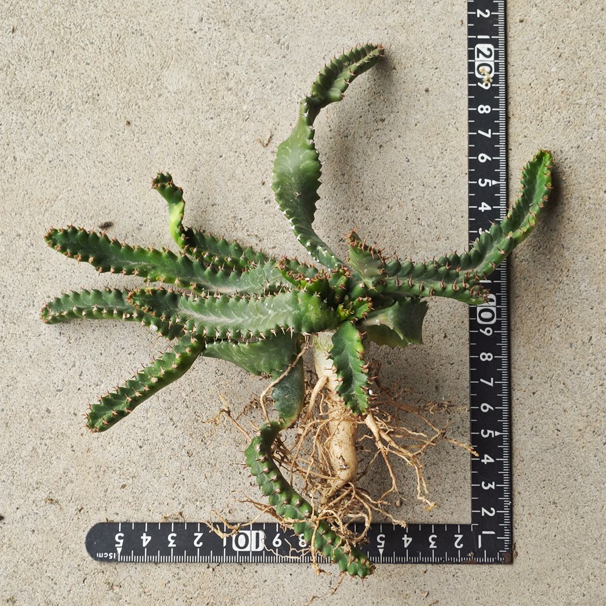 ストア ユーフォルビア ステラータ ※1139 飛竜 輸入球 A3316