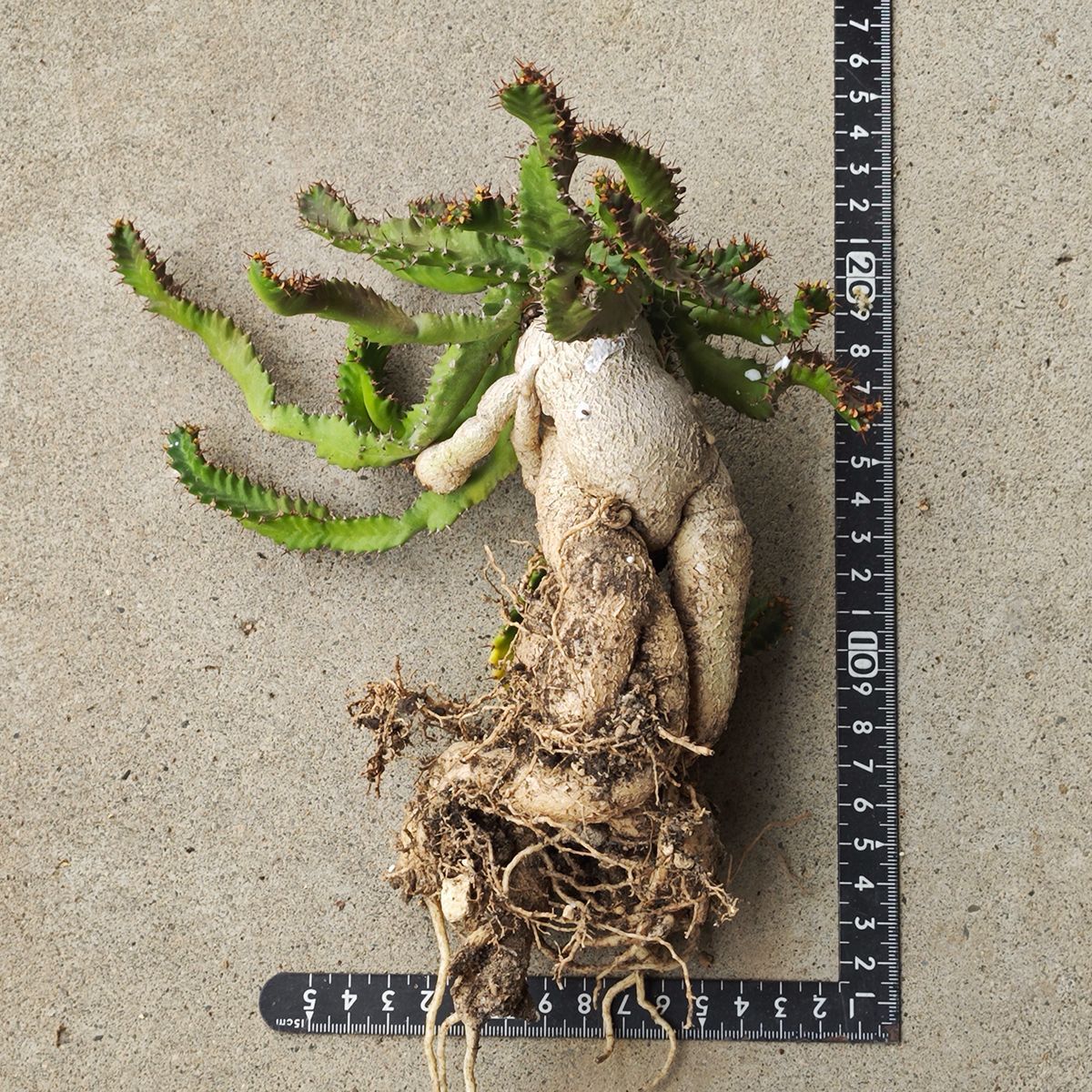 ユーフォルビア ステラータ 1135