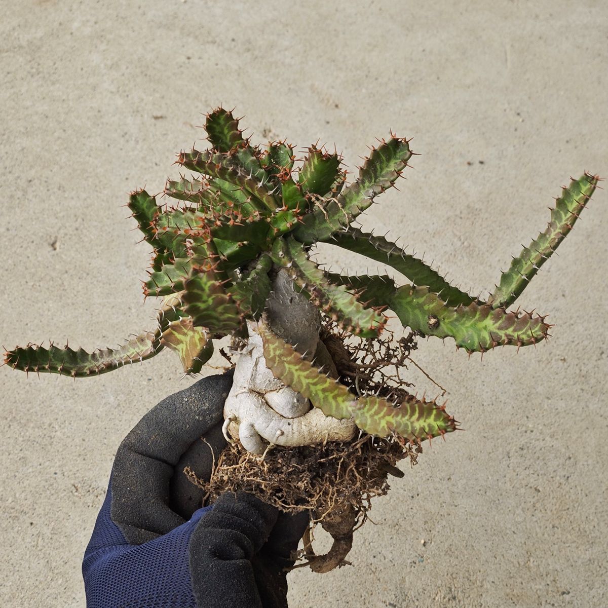 ユーフォルビア ステラータ 1141