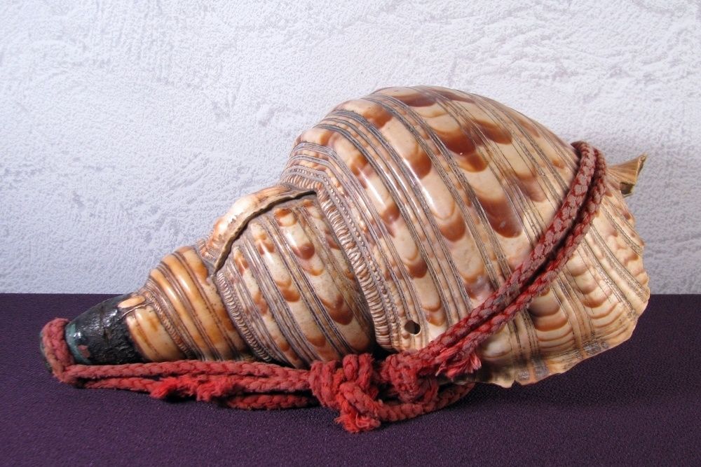 時代 法螺貝 ホラガイ 幅 31 5 cm 和楽器 山伏道具 25 b 017