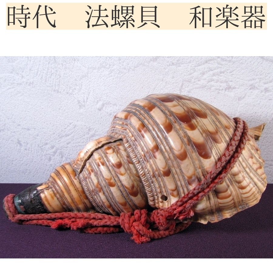 時代 法螺貝 ホラガイ 幅：31.5cm 和楽器 山伏道具/25b017 - メルカリ