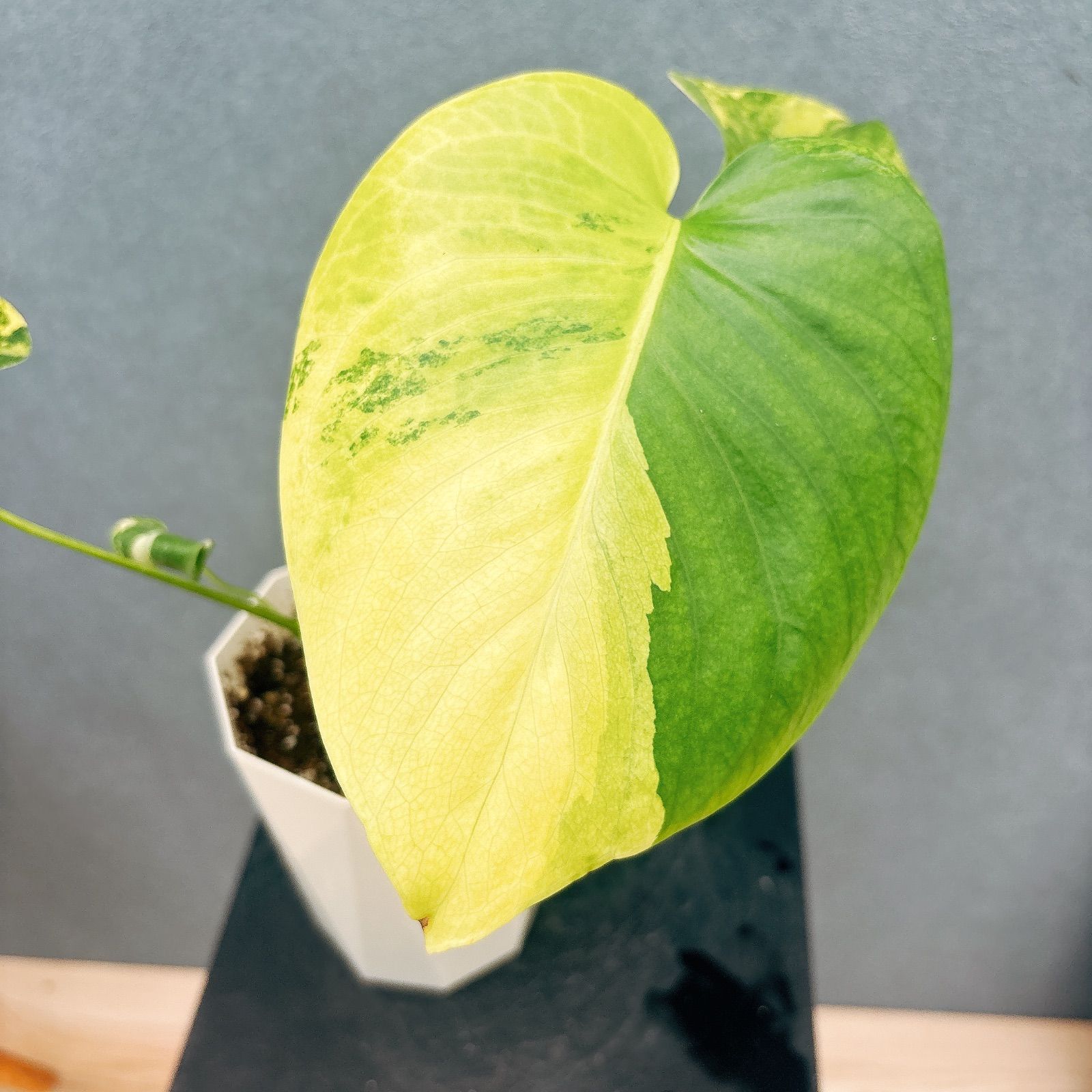 現品 3番 モンステラ ボルシギアナ オー 4号 斑入り 観葉植物 室内 黄