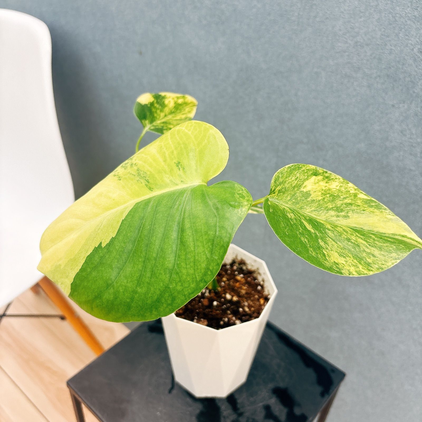 現品 3番 モンステラ ボルシギアナ オー 4号 斑入り 観葉植物 室内 黄