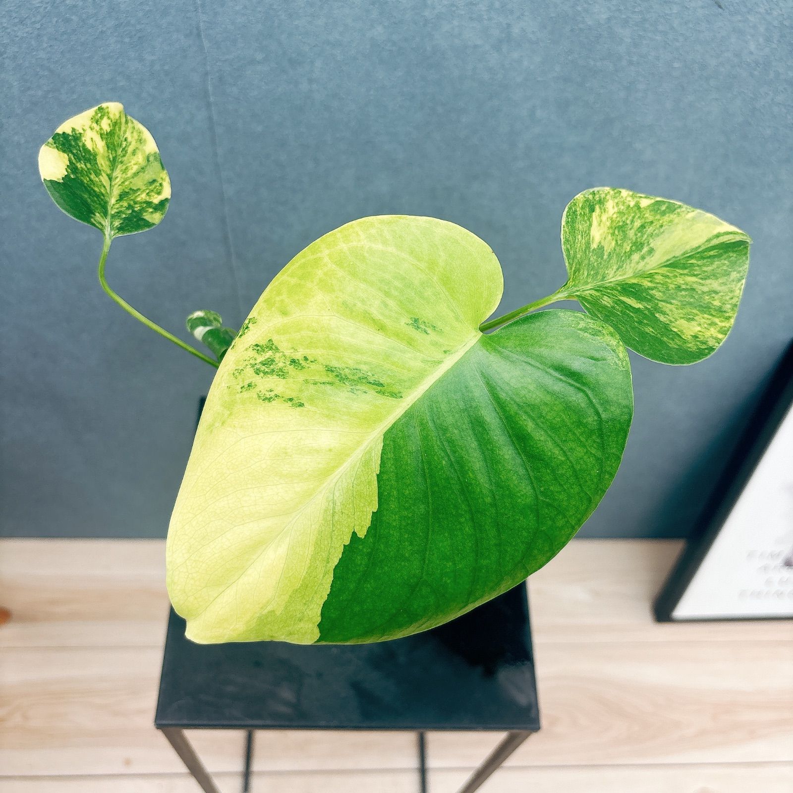 現品 3番 モンステラ ボルシギアナ オー 4号 斑入り 観葉植物 室内 黄