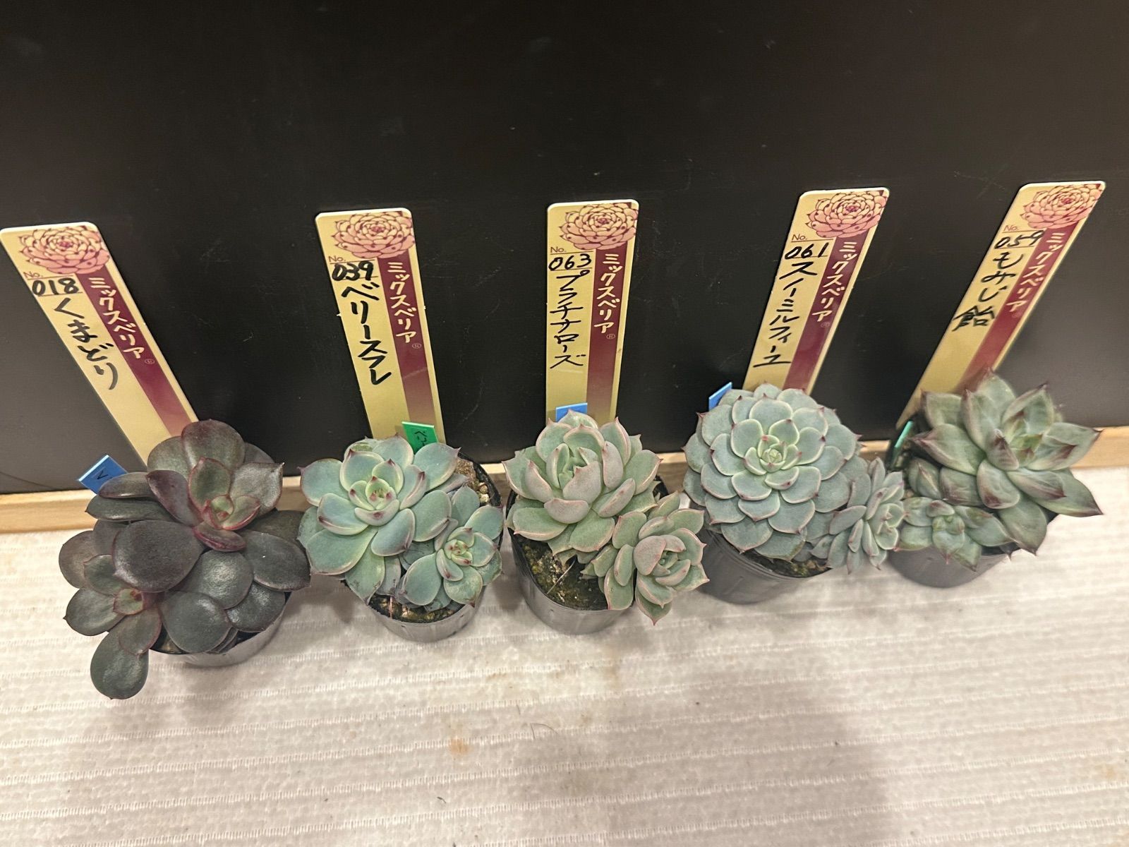 ミックスベリア おらいさん苗 mini苗双頭 5点セット 札なし ポットごと