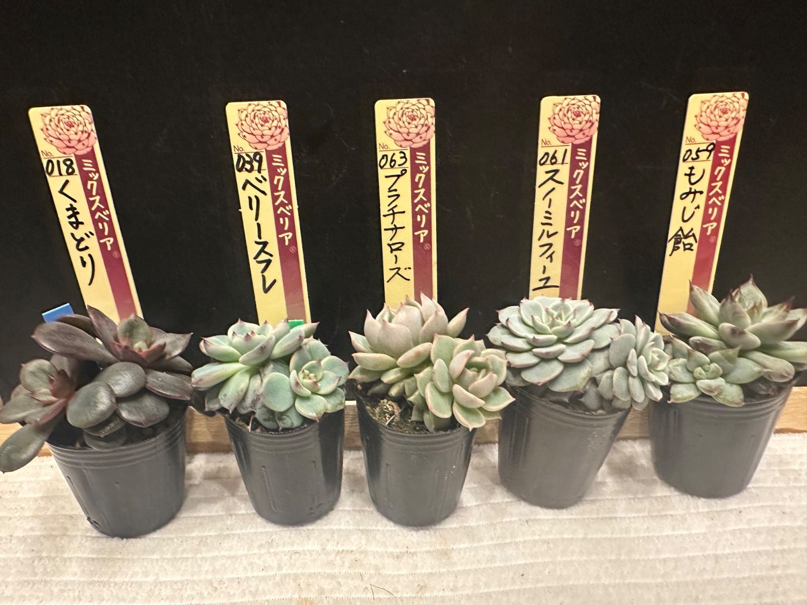 ミックスベリア おらいさん苗 mini苗双頭 5点セット 札なし ポットごと