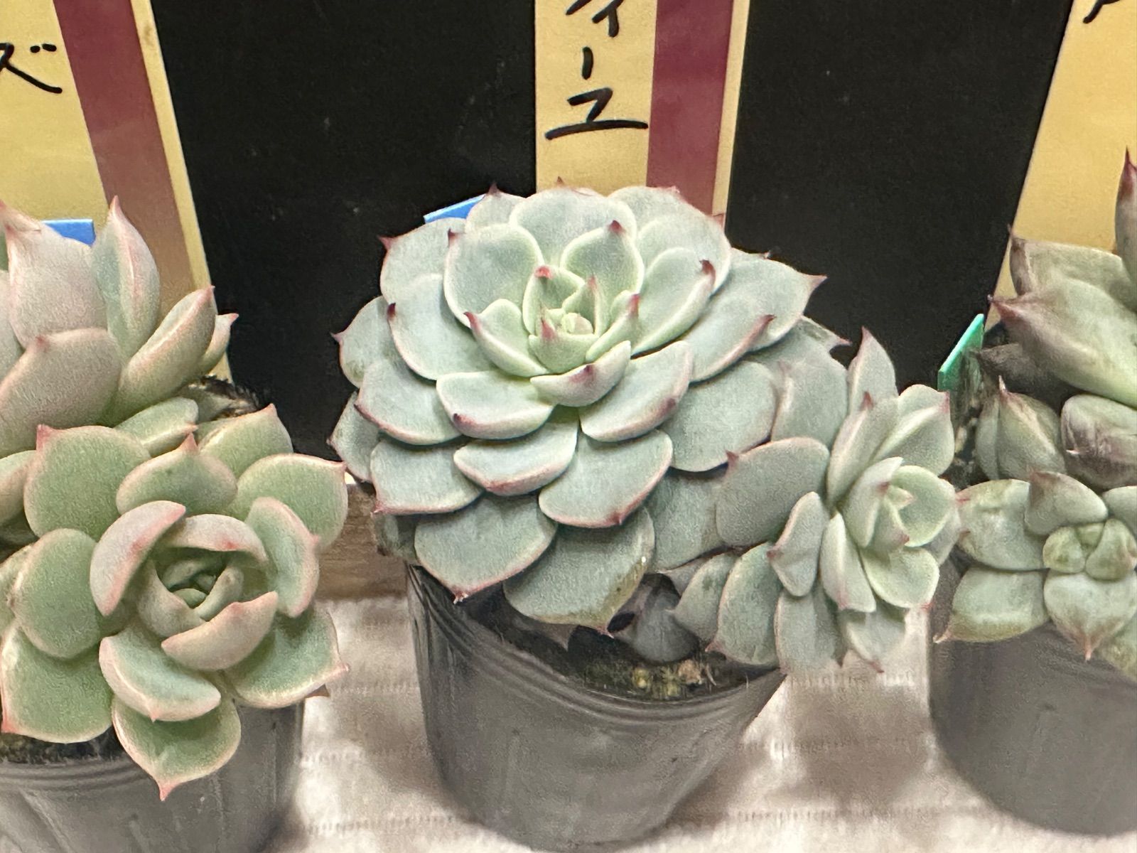 ミックスベリア おらいさん苗 mini苗双頭 5点セット 札なし ポットごと