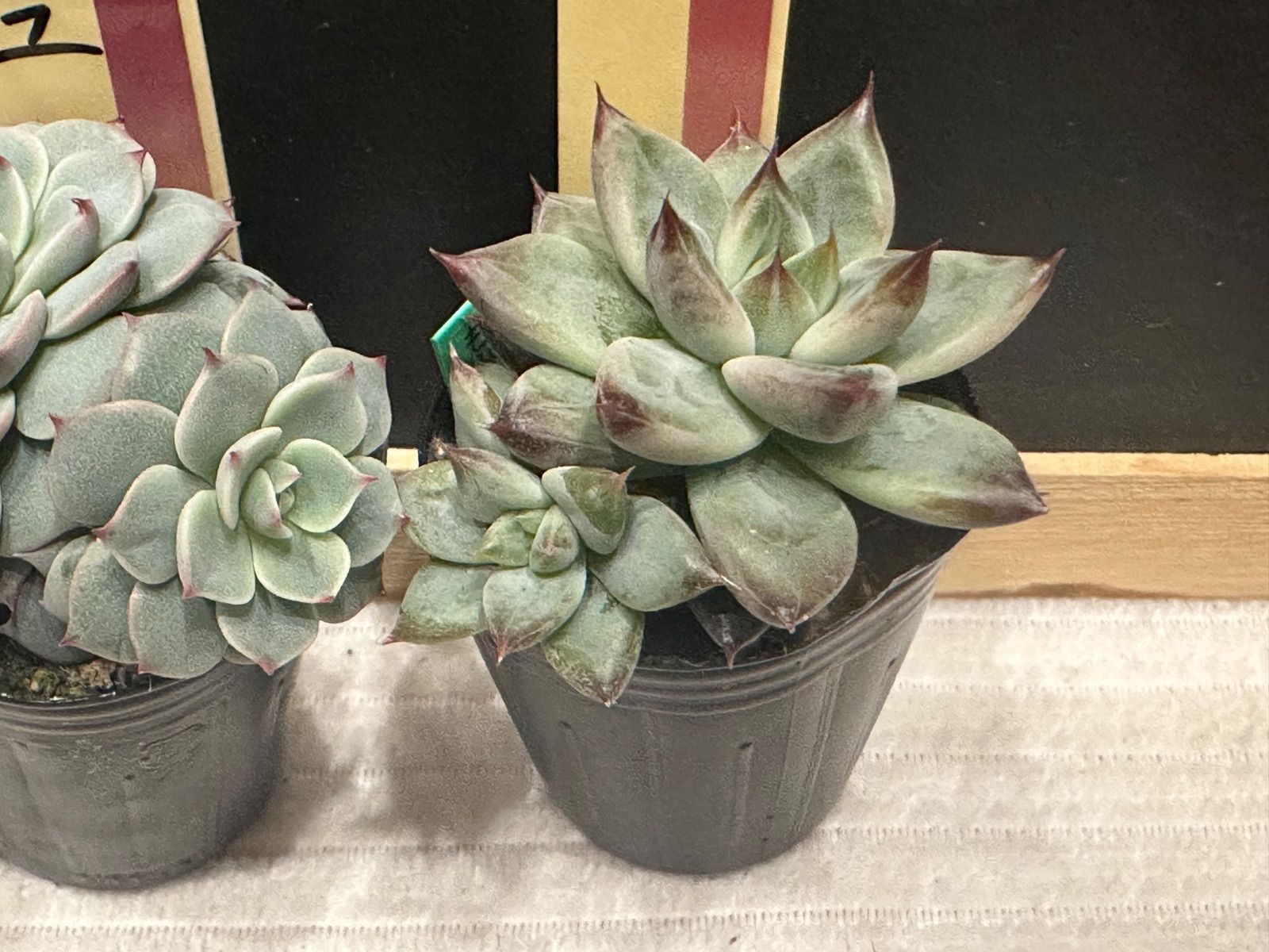 ミックスベリア　おらいさん苗　5点セット　札なし　メルカリ便 ミックスベリア おらいさん苗 mini苗双頭 5点セット 札なし ポットごと