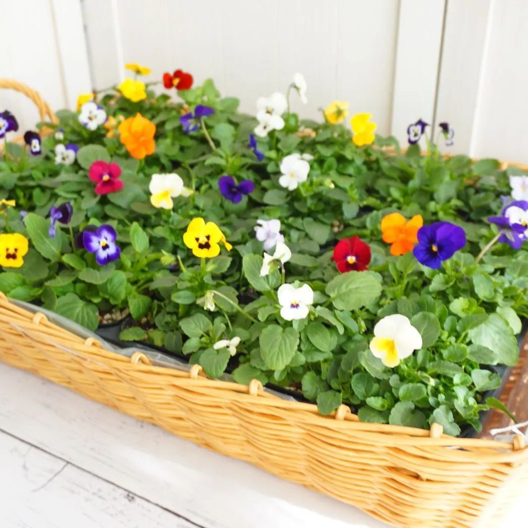 生産者直送♪ ビオラ 苗 24ポットセット - メルカリ