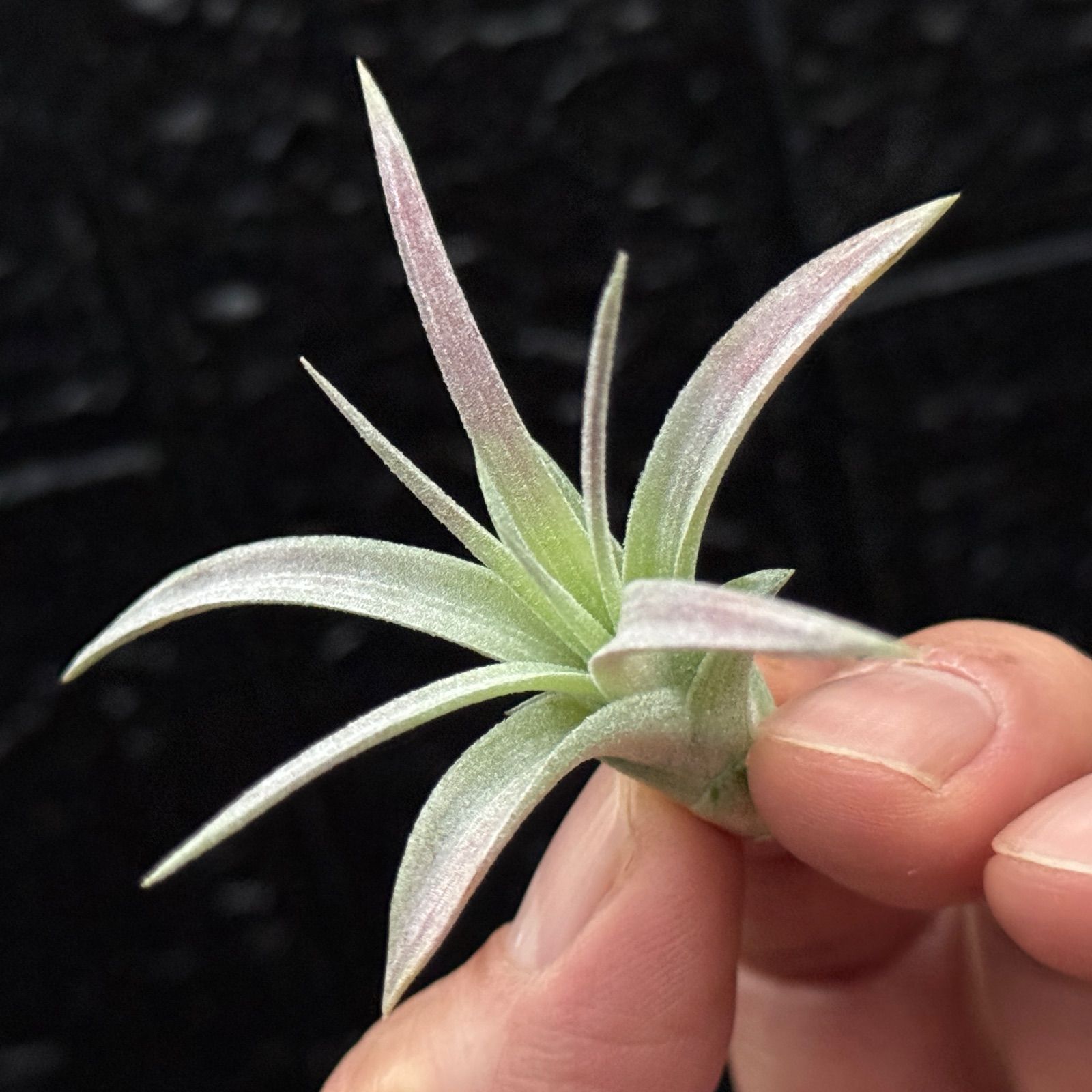 チランジア ハリシー × キセログラフィカ 現品＊ ほんのりピンク＊ 3品種の特徴を感じる独特な質感＊ チランジア