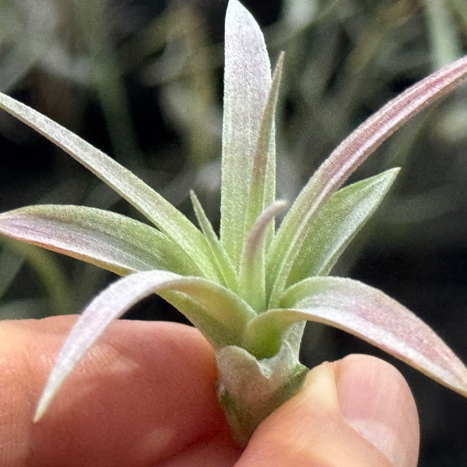 現品＊ ほんのりピンク＊ 3品種の特徴を感じる独特な質感＊ チランジア