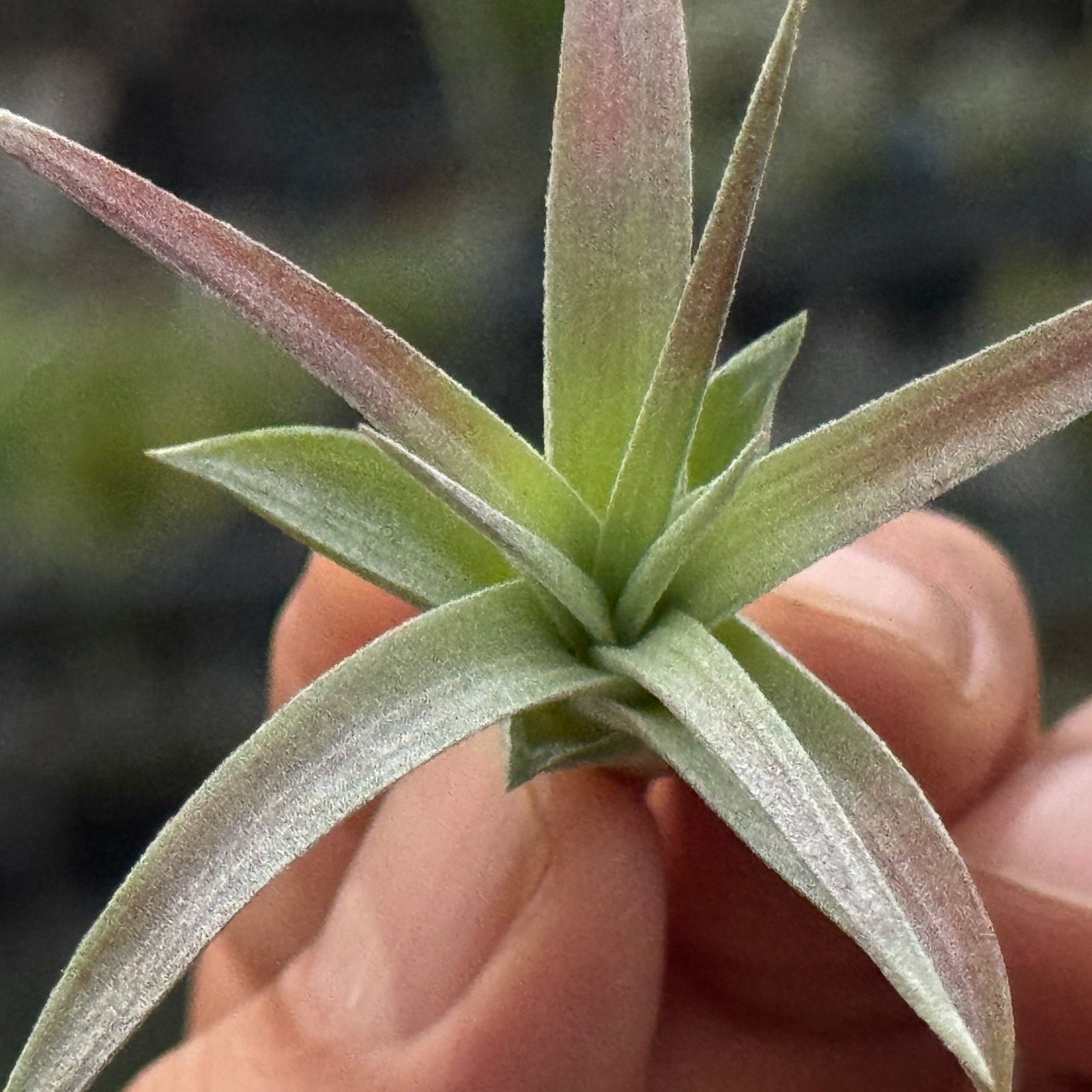 現品＊ ほんのりピンク＊ 3品種の特徴を感じる独特な質感＊ チランジア