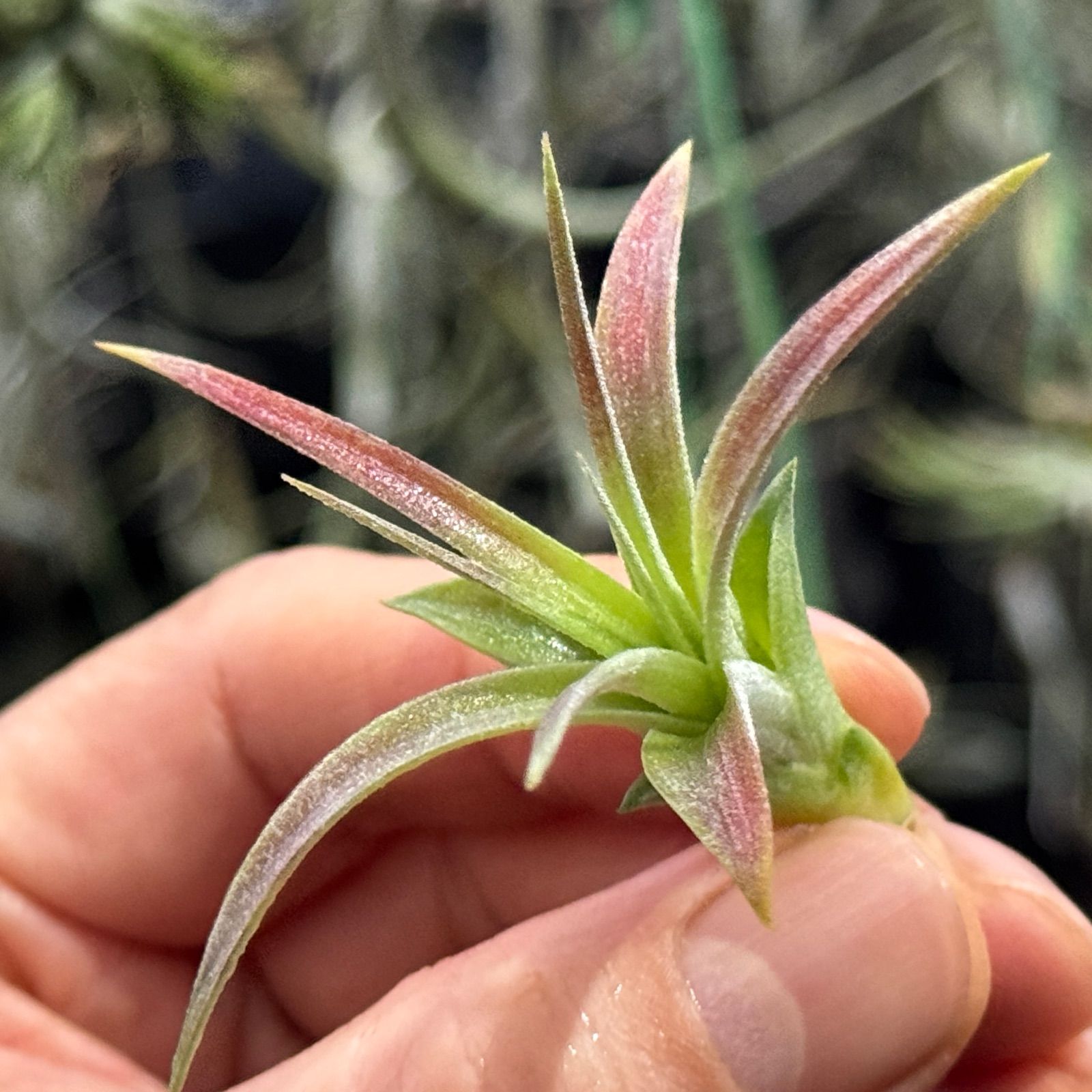 現品＊ ほんのりピンク＊ 3品種の特徴を感じる独特な質感＊ チランジア