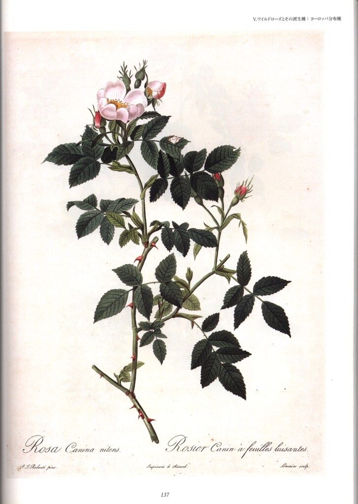 薔薇空間 宮廷画家ルドゥーテとバラに魅せられた人々 - メルカリ