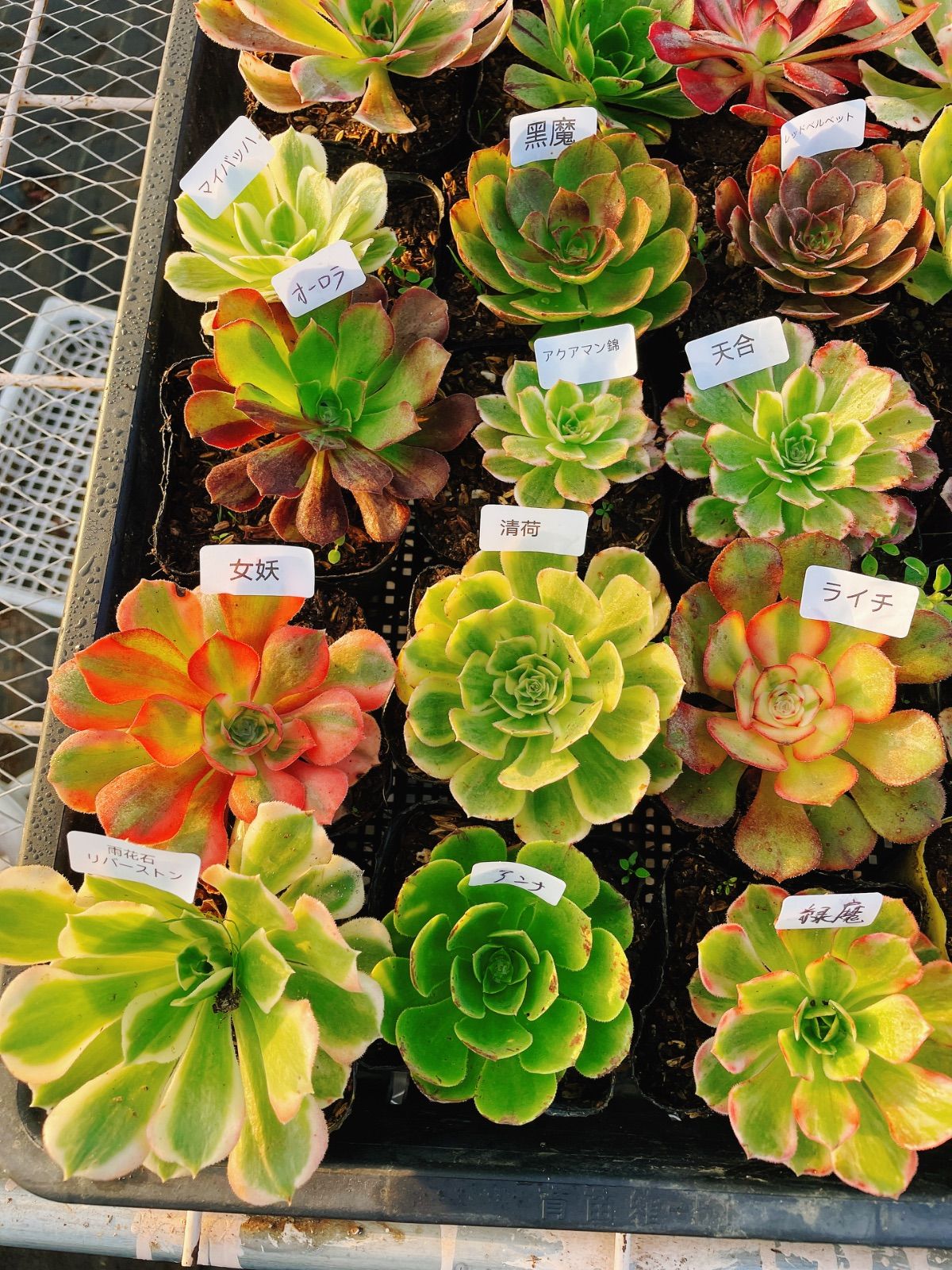 シャネル 多肉植物 アエオニウム 抜き苗セット 24種 根っこあり 名前付