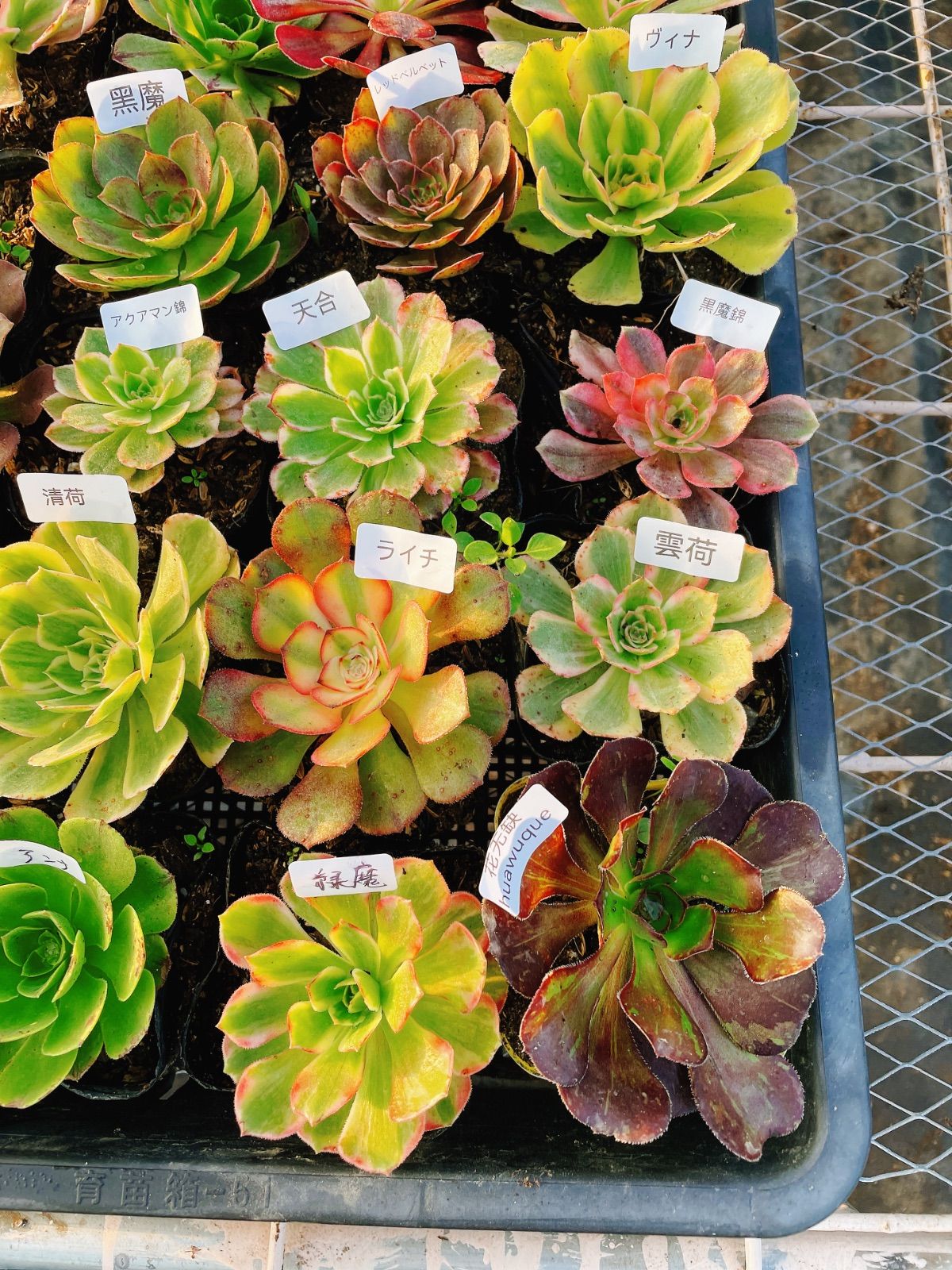 シャネル 多肉植物 アエオニウム 抜き苗セット 24種 根っこあり 名前付