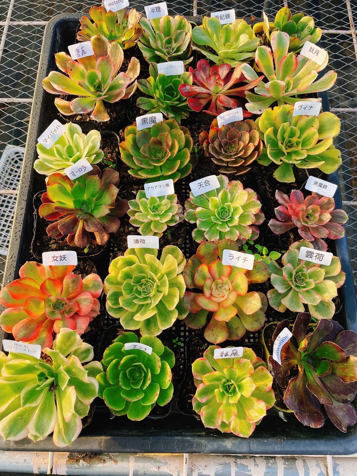 シャネル 多肉植物 アエオニウム 抜き苗セット 24種 根っこあり 名前付