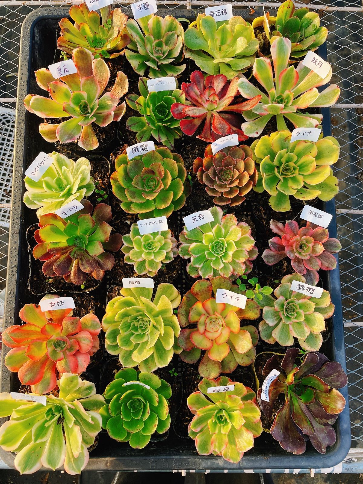 シャネル 多肉植物 アエオニウム 抜き苗セット 24種 根っこあり 名前付