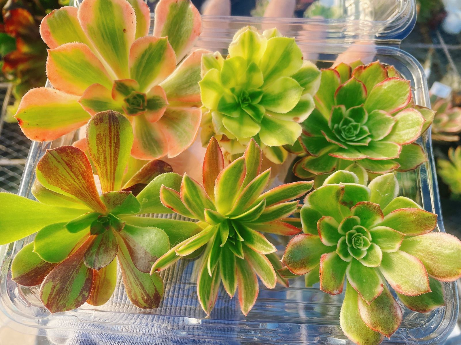 多肉植物 アエオニウム 名前付発送 アエオ弁当 カット苗6種セット