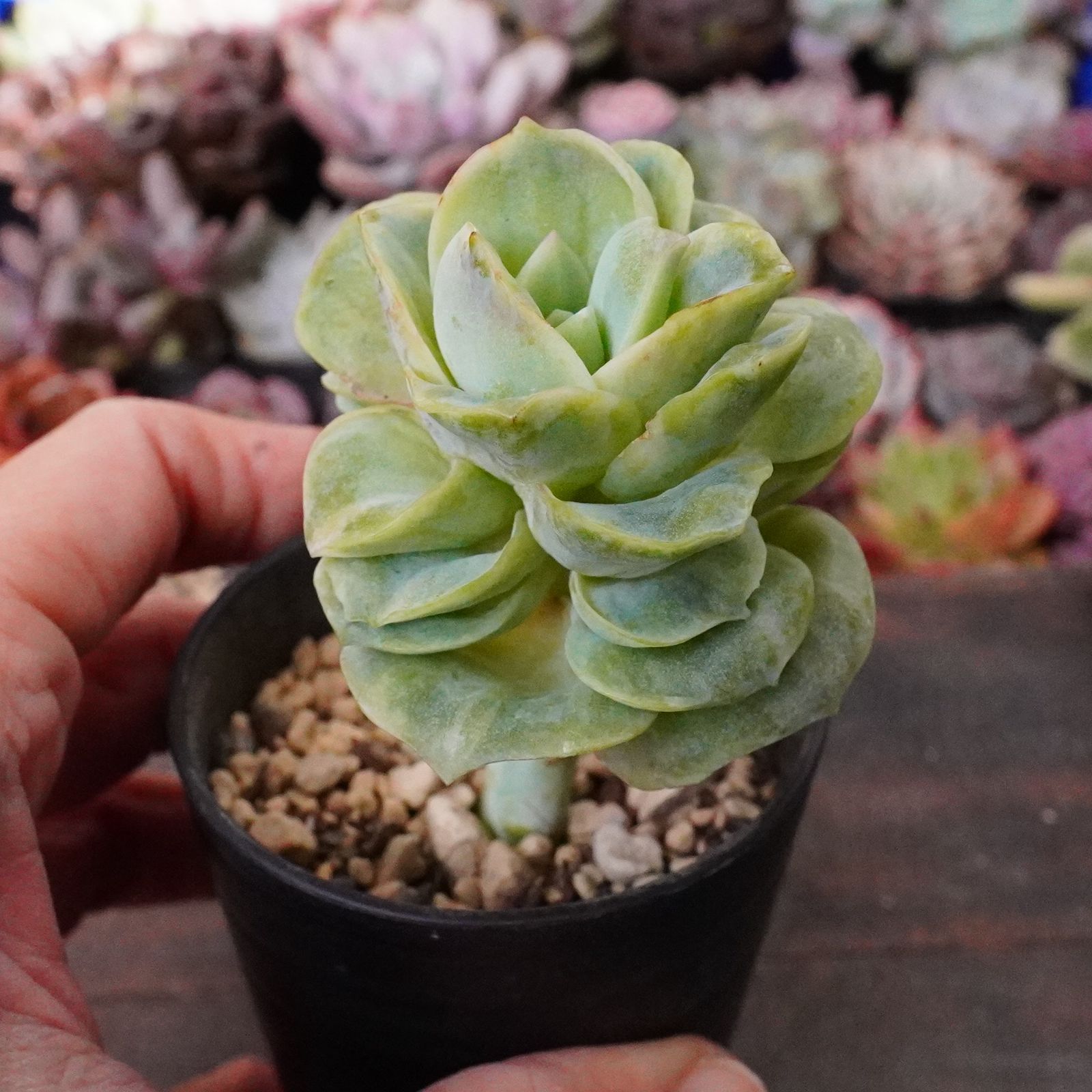 再入荷※【ラブリーローズ錦 】韓国多肉 エケベリア 斑入り 人気種