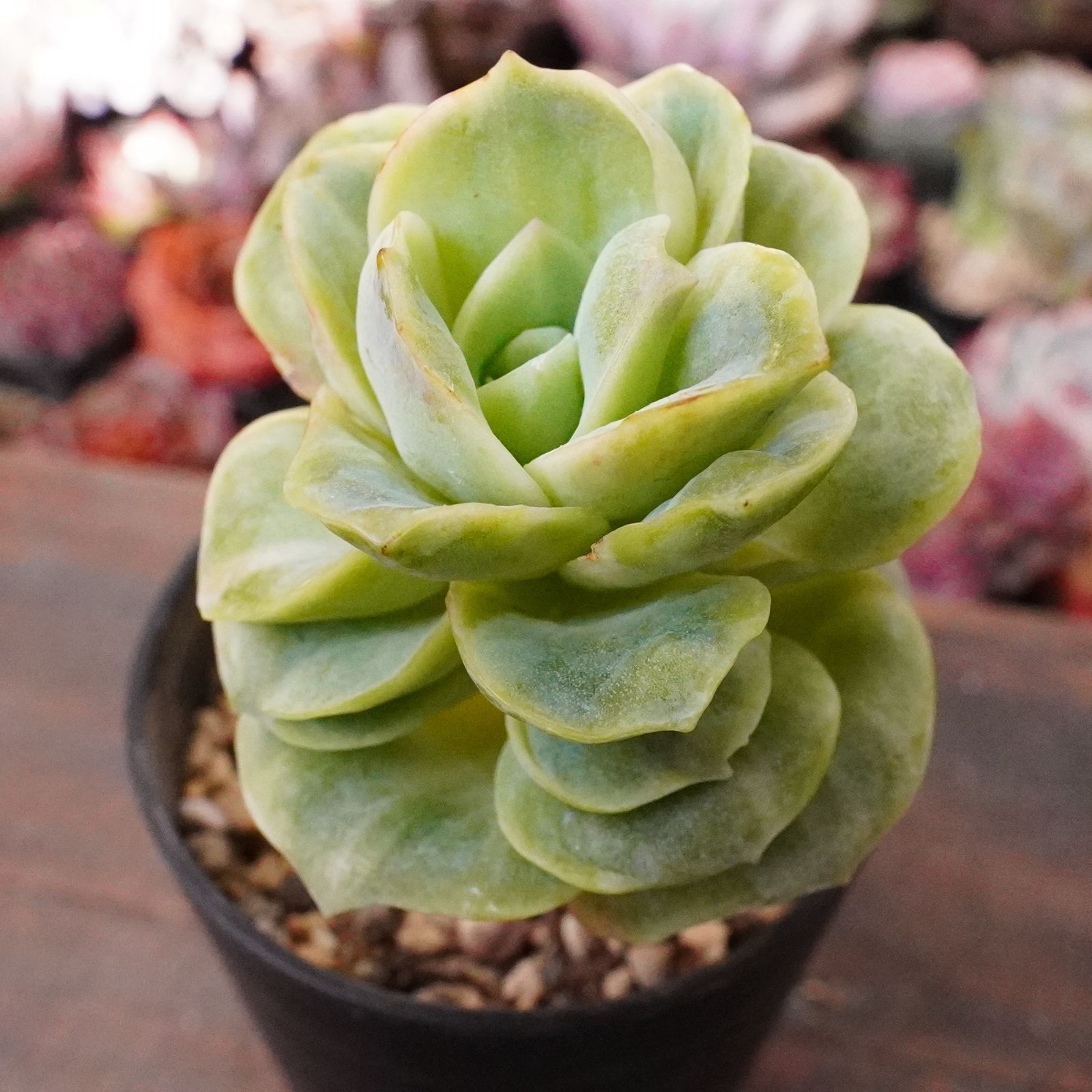 再入荷※【ラブリーローズ錦 】韓国多肉 エケベリア 斑入り 人気種