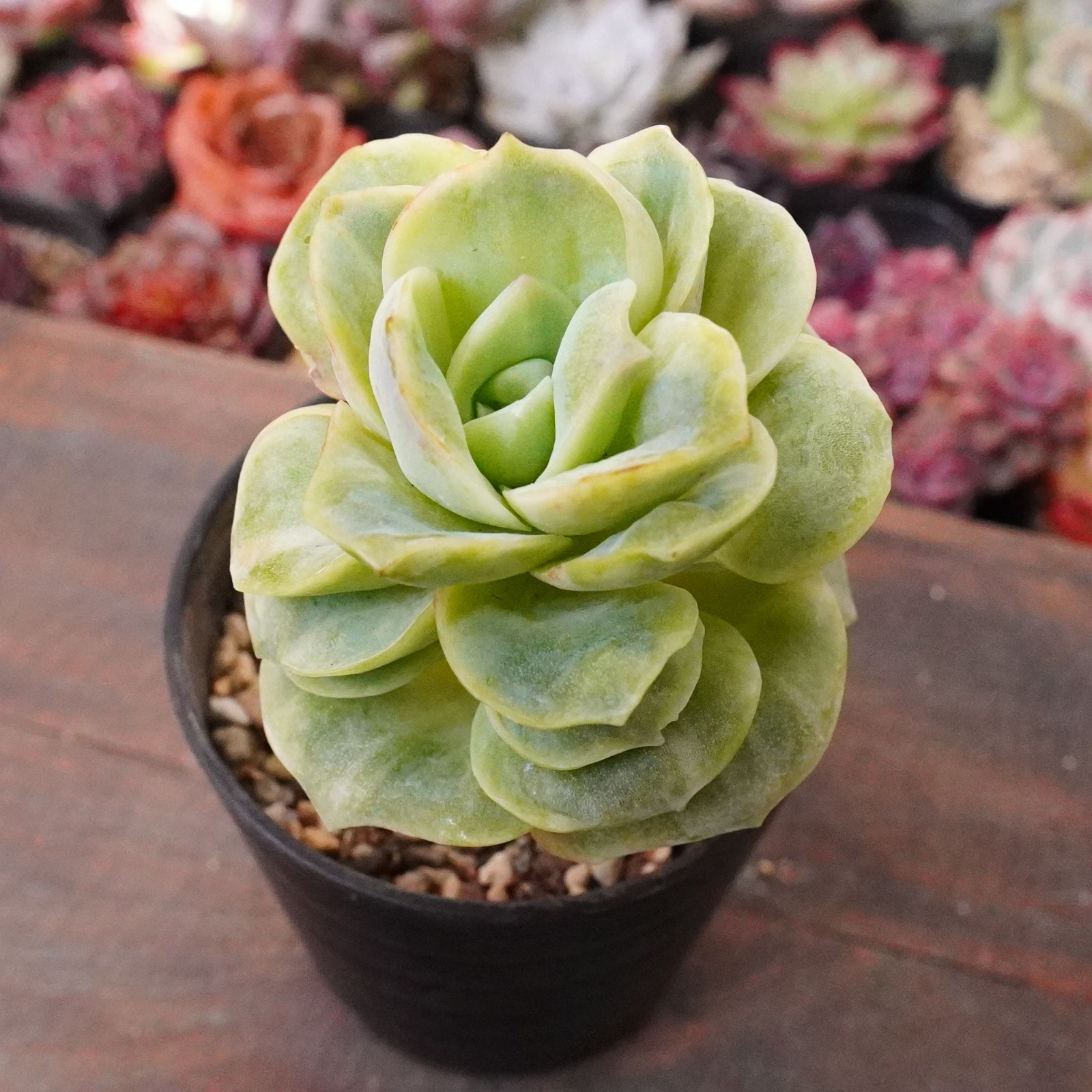 再入荷※【ラブリーローズ錦 】韓国多肉 エケベリア 斑入り 人気種